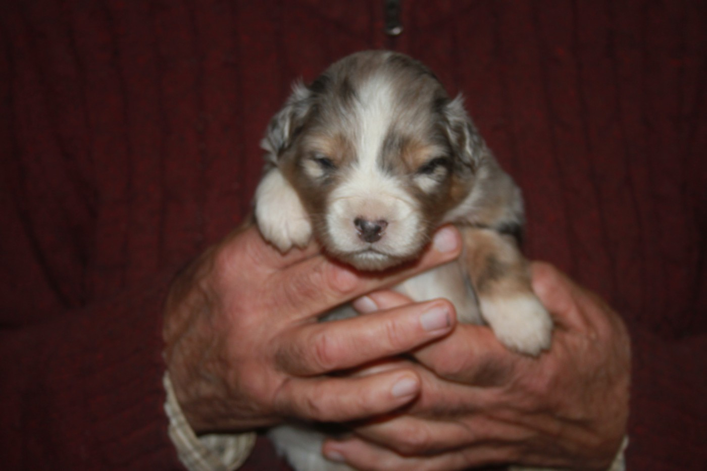 de l'éclair du diamant - Chiots disponibles - Berger Australien