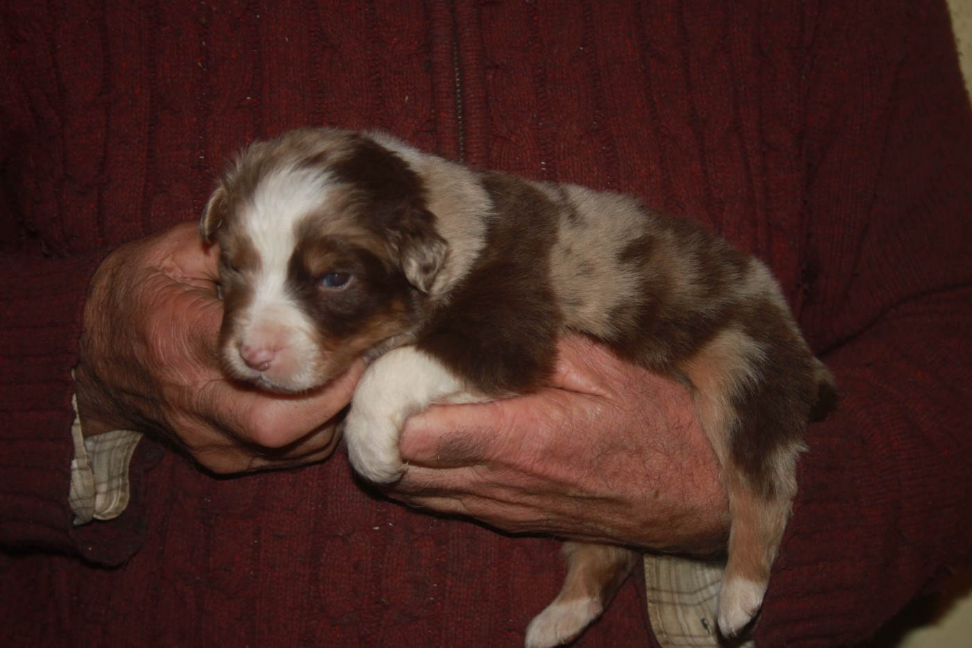 de l'éclair du diamant - Chiots disponibles - Berger Australien