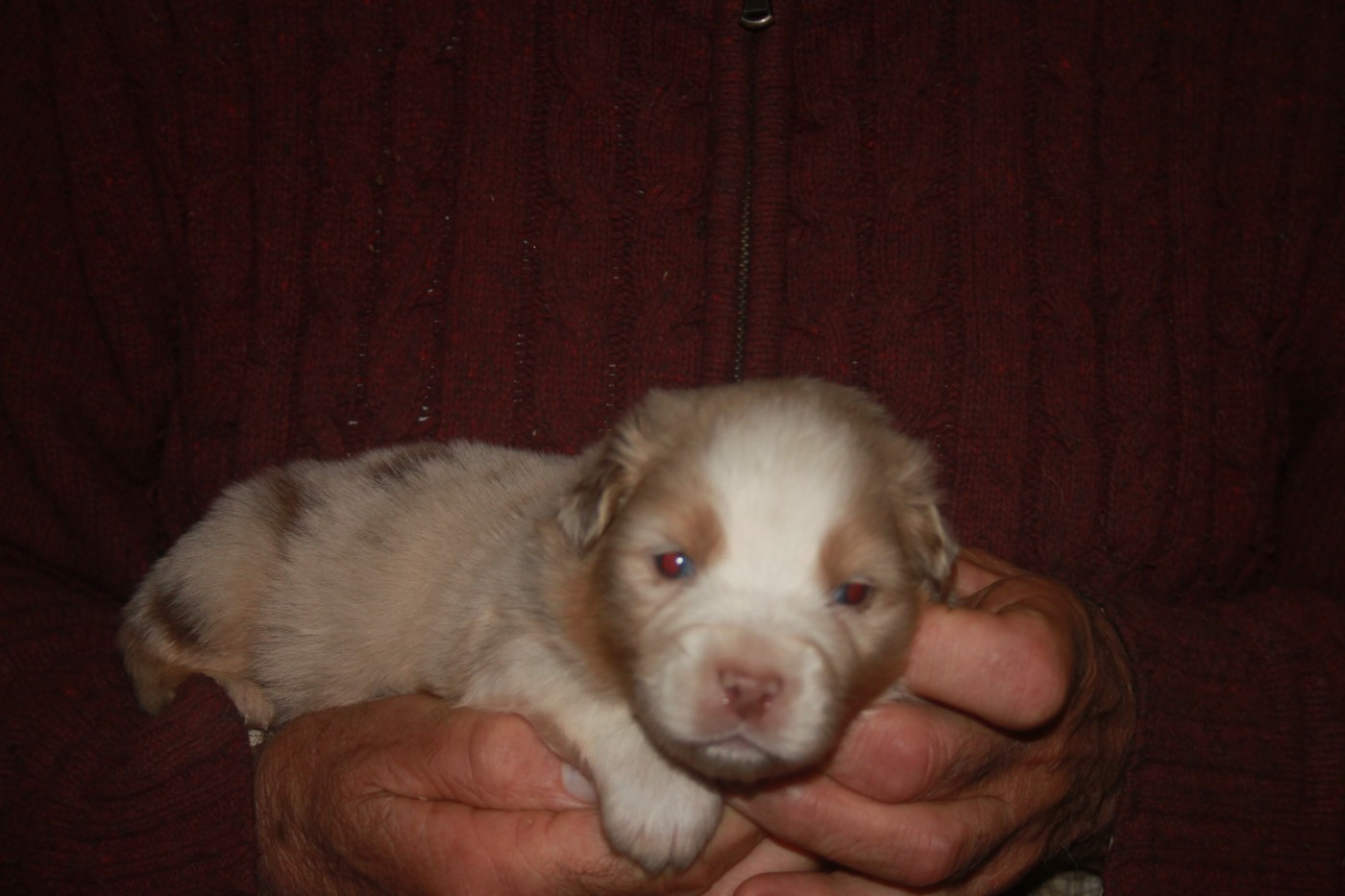 de l'éclair du diamant - Chiots disponibles - Berger Australien