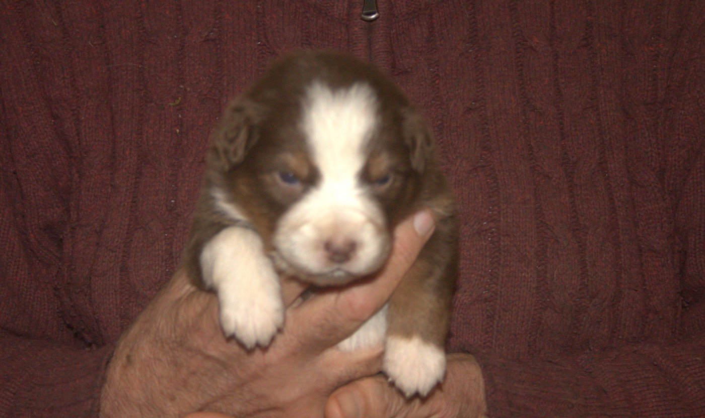 de l'éclair du diamant - Chiots disponibles - Berger Australien