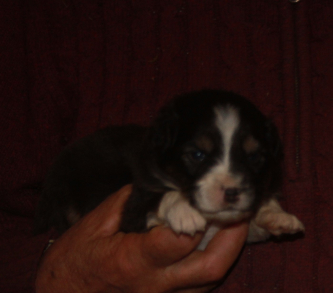 de l'éclair du diamant - Chiots disponibles - Berger Australien