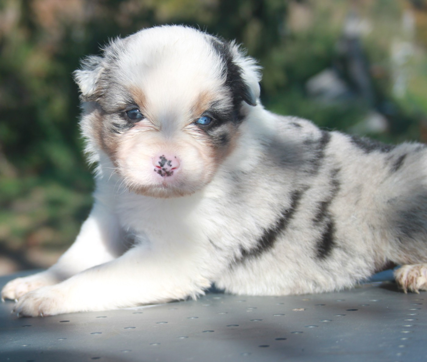 de l'éclair du diamant - Chiots disponibles - Berger Australien