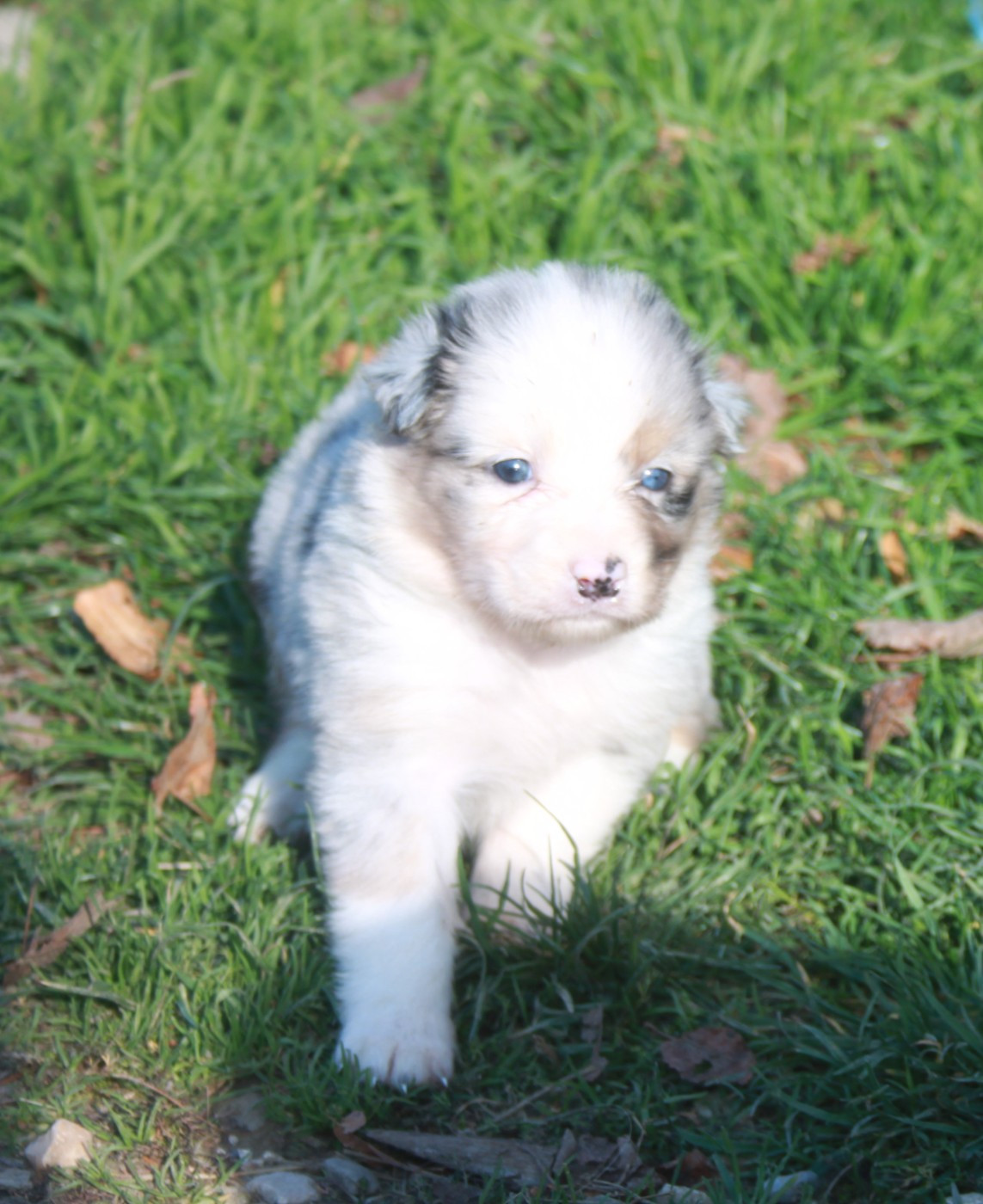 de l'éclair du diamant - Chiots disponibles - Berger Australien