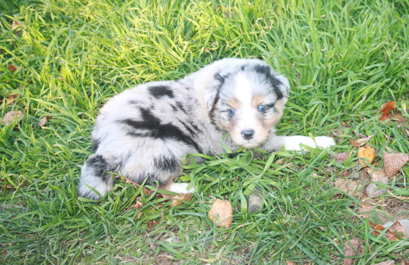 de l'éclair du diamant - Chiots disponibles - Berger Australien