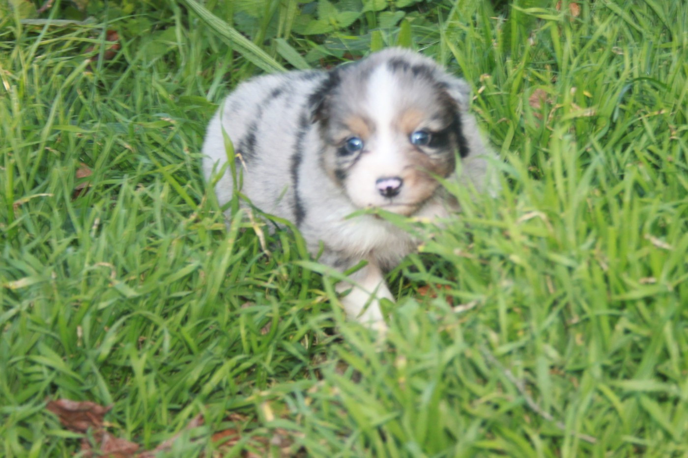 de l'éclair du diamant - Chiots disponibles - Berger Australien