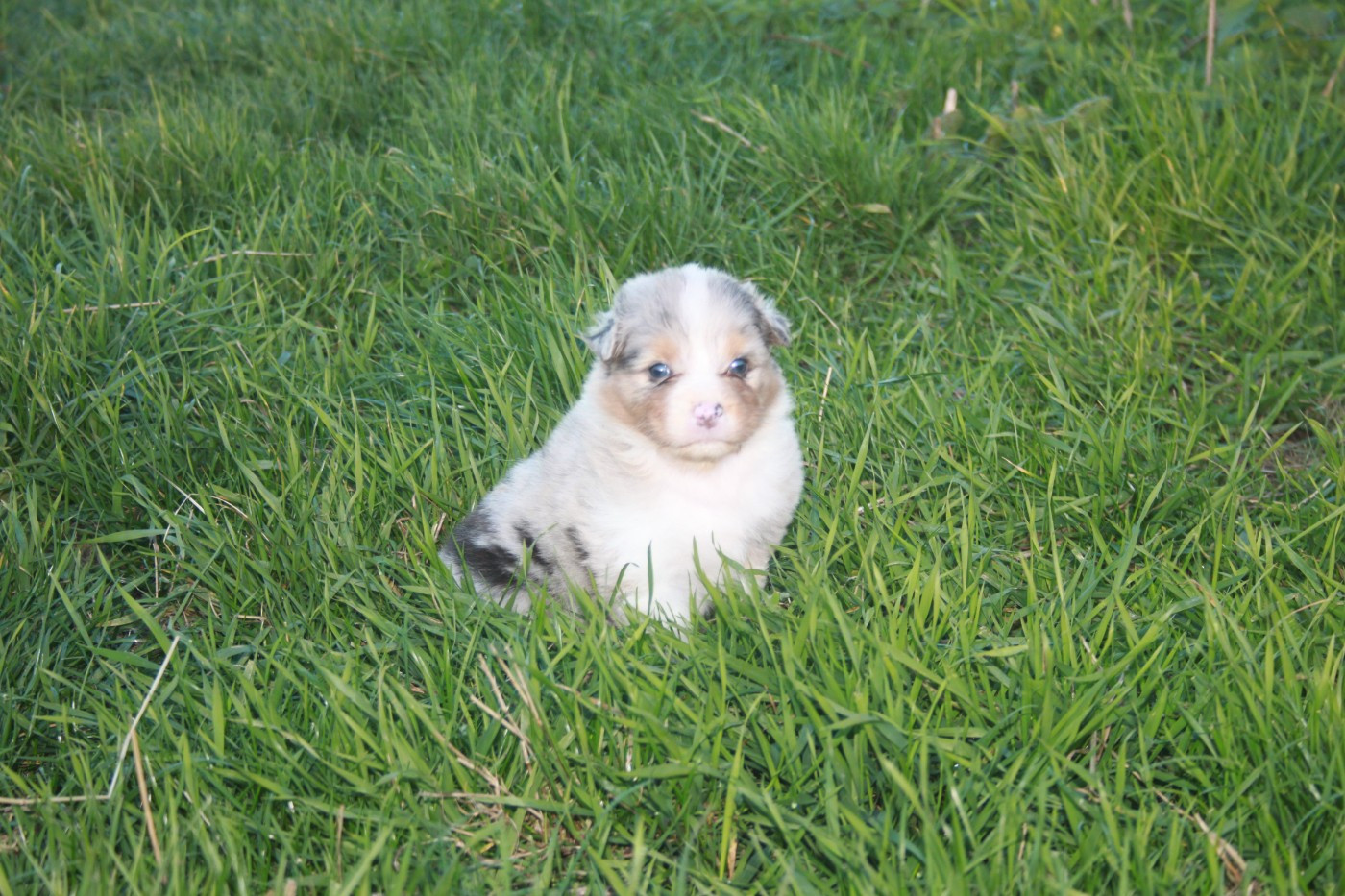 de l'éclair du diamant - Chiots disponibles - Berger Australien