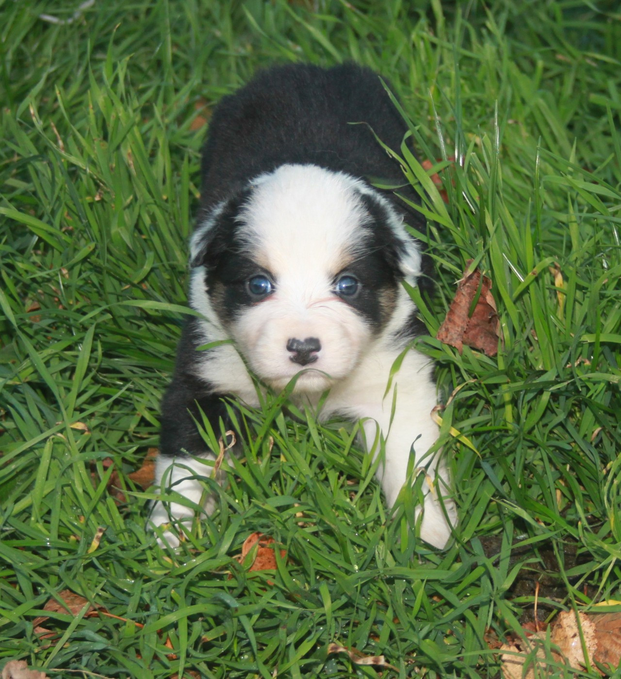 de l'éclair du diamant - Chiots disponibles - Berger Australien
