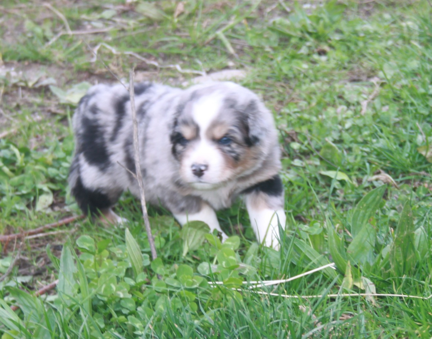 de l'éclair du diamant - Chiots disponibles - Berger Australien