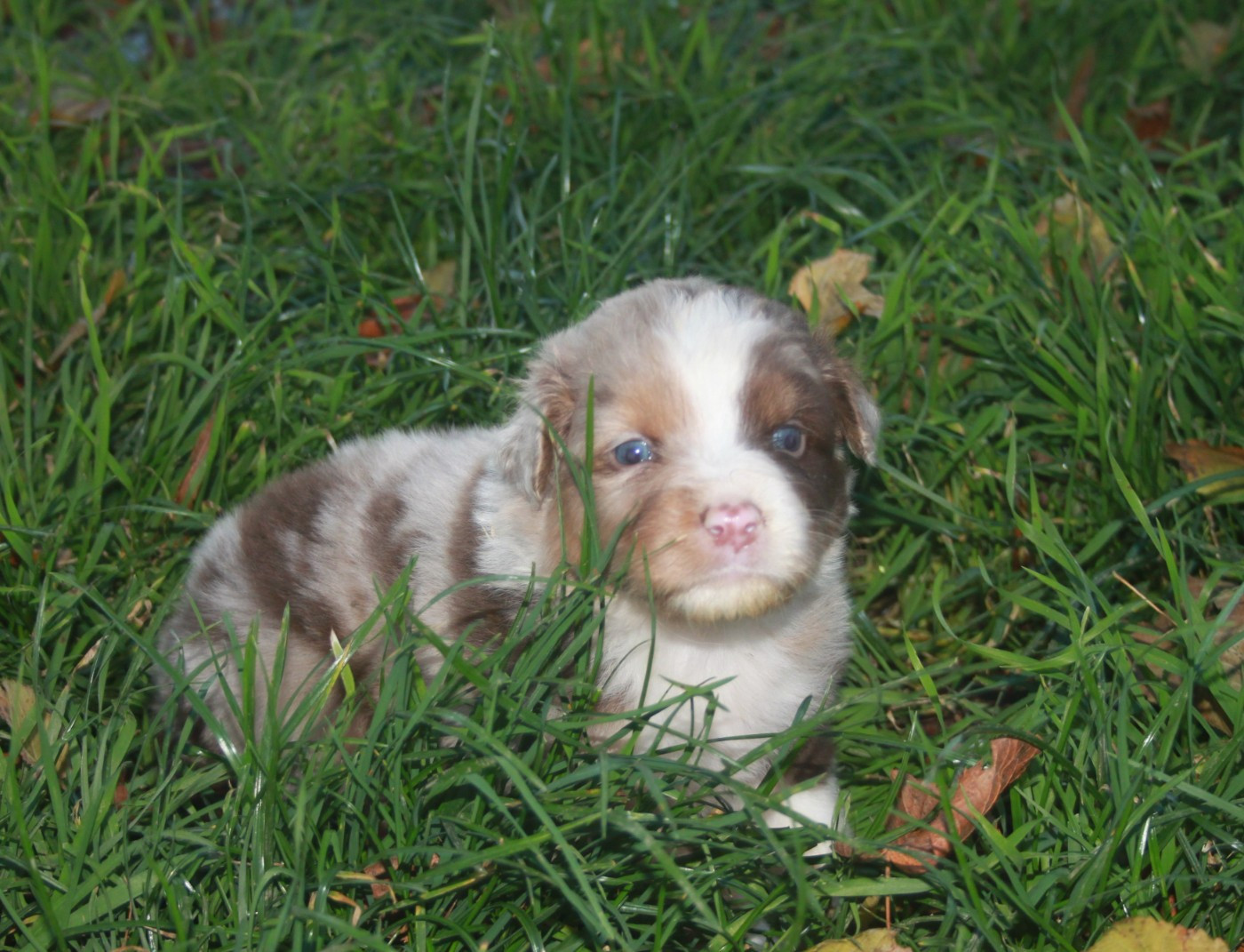 de l'éclair du diamant - Chiots disponibles - Berger Australien