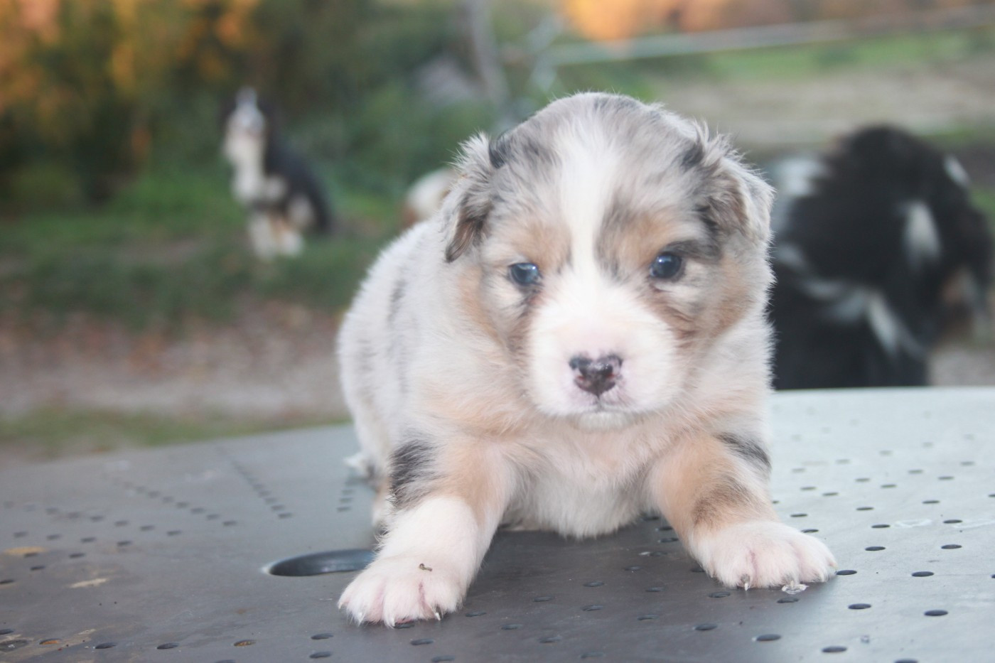 de l'éclair du diamant - Chiots disponibles - Berger Australien