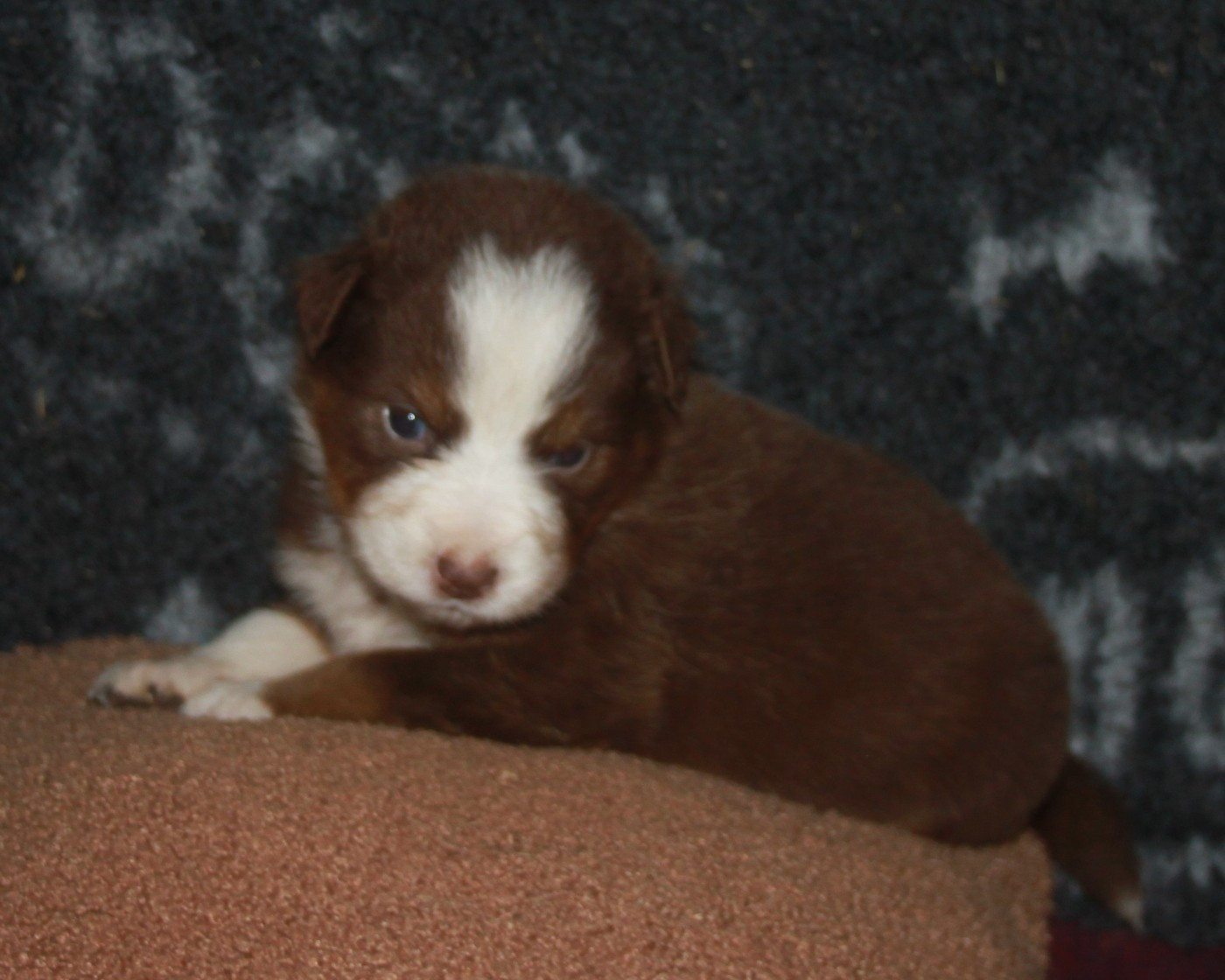 de l'éclair du diamant - Chiots disponibles - Berger Australien