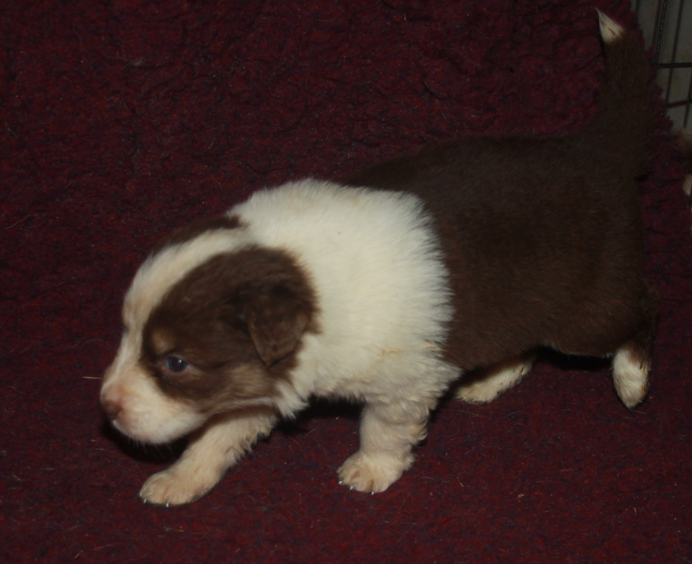 de l'éclair du diamant - Chiots disponibles - Berger Australien