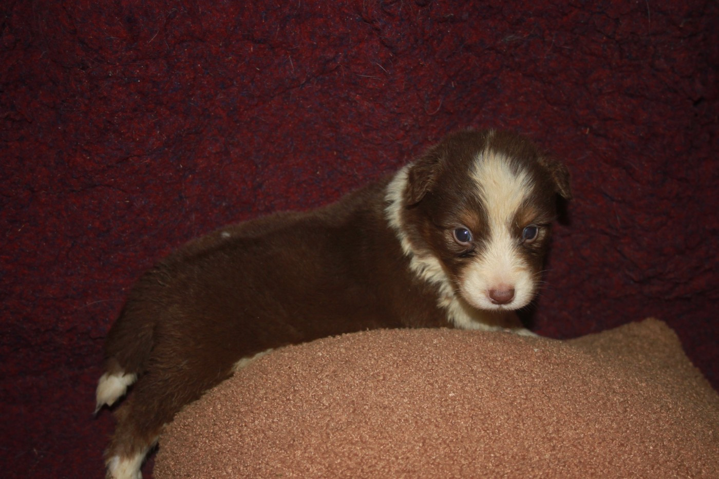 de l'éclair du diamant - Chiots disponibles - Berger Australien