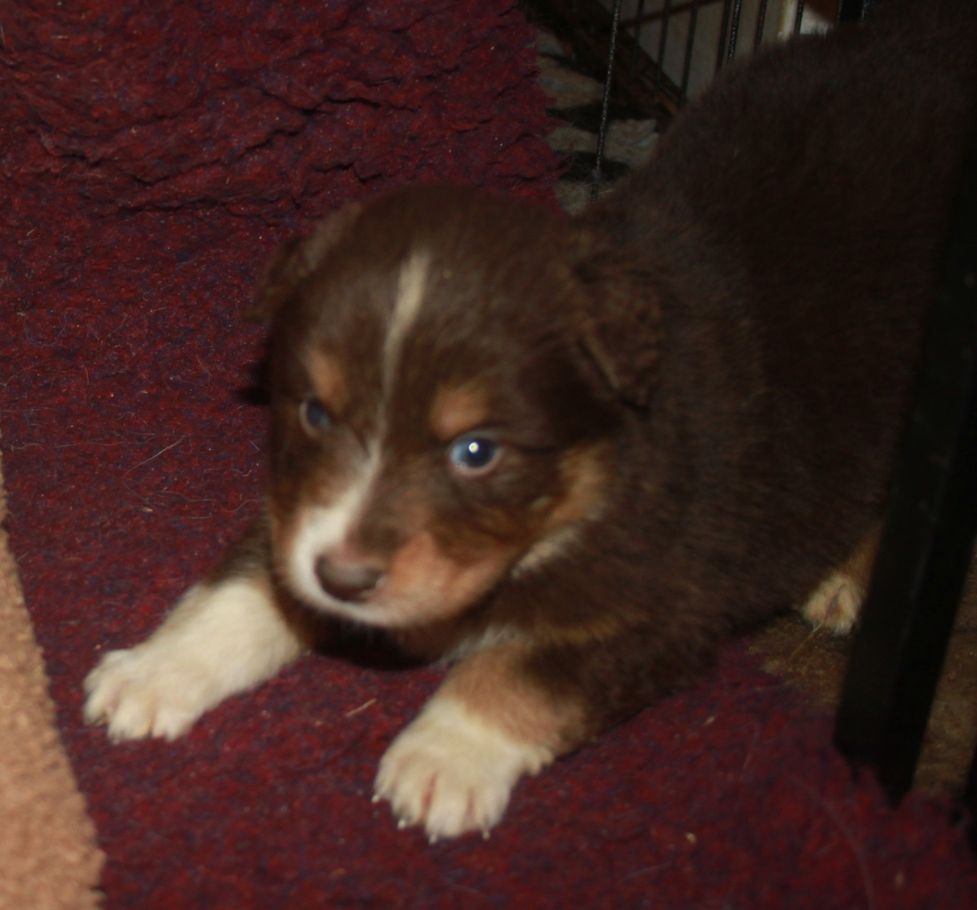 de l'éclair du diamant - Chiots disponibles - Berger Australien