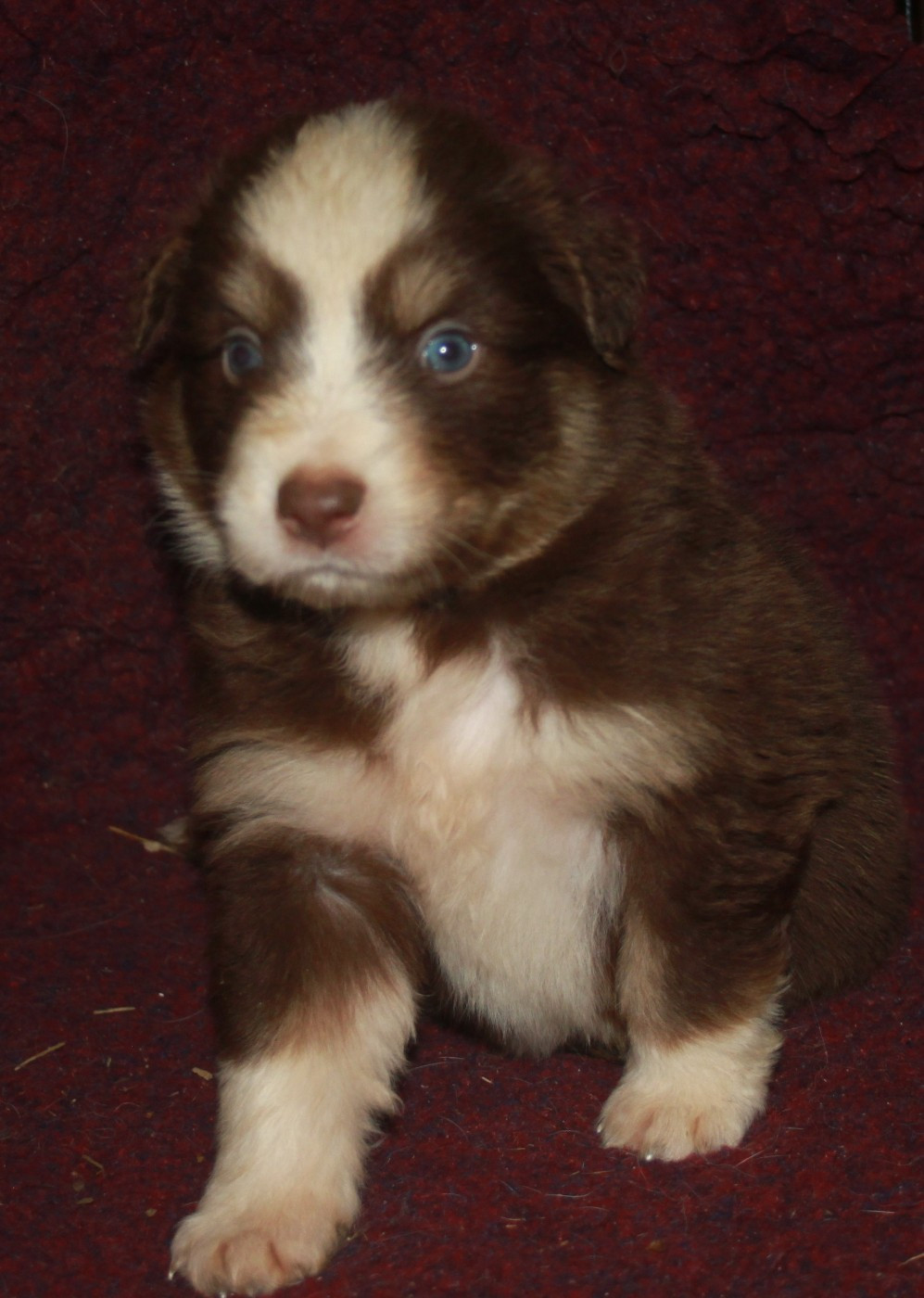 de l'éclair du diamant - Chiots disponibles - Berger Australien