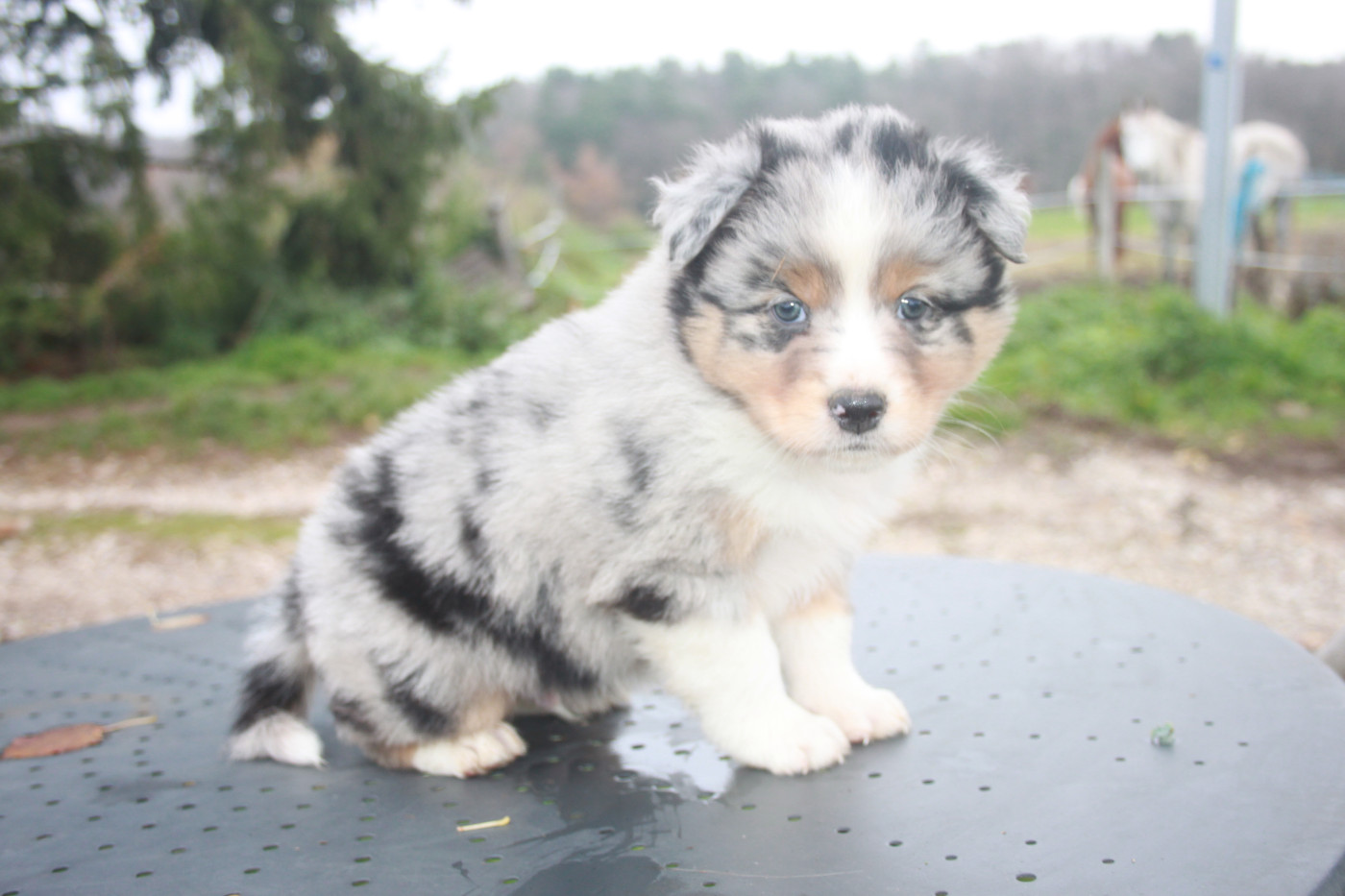 de l'éclair du diamant - Chiots disponibles - Berger Australien