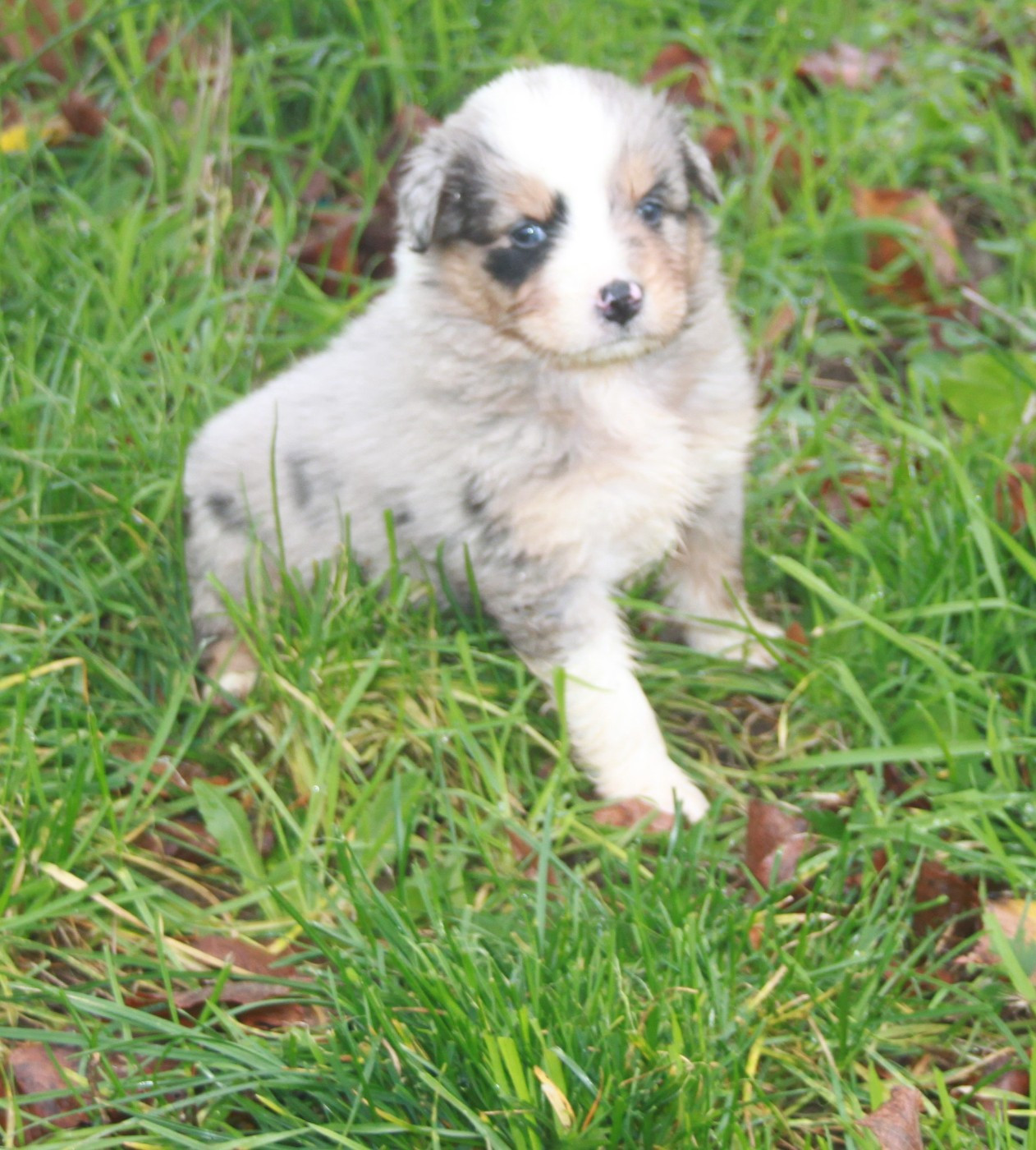 de l'éclair du diamant - Chiots disponibles - Berger Australien