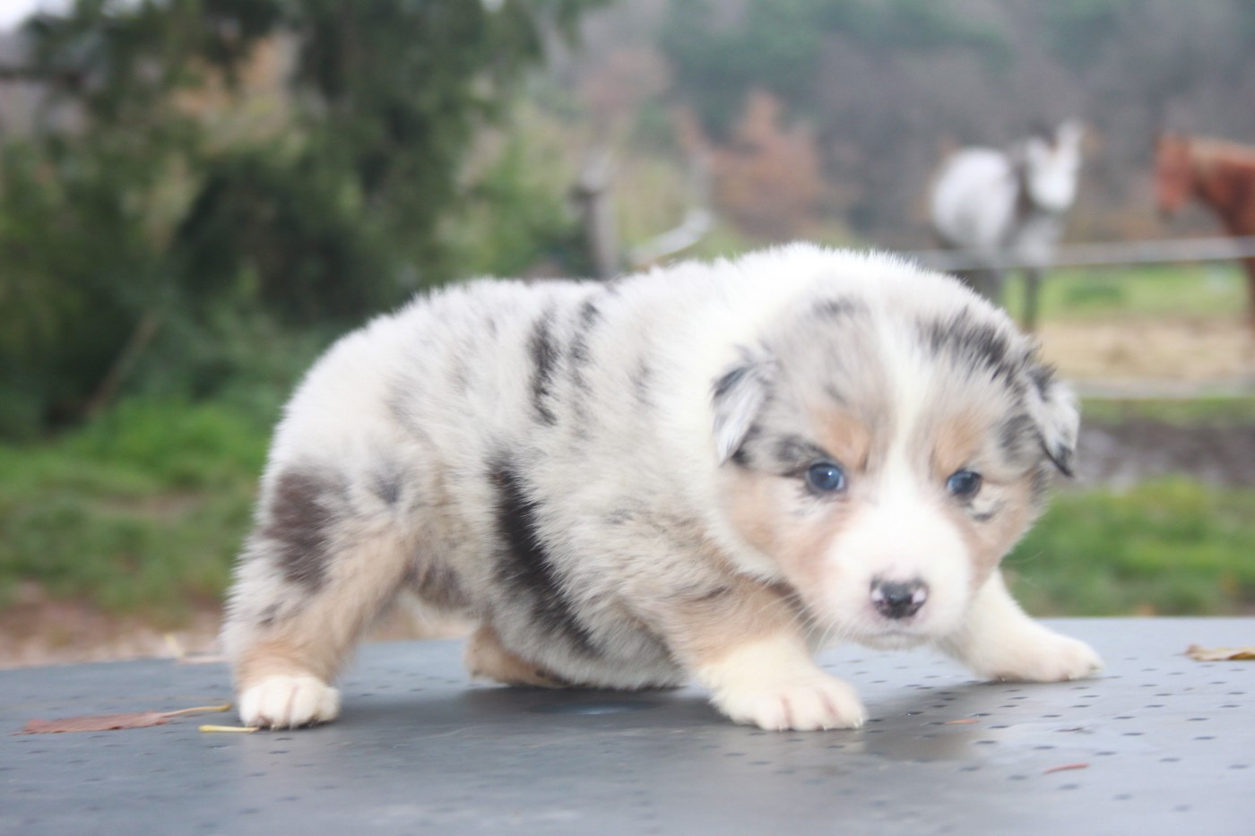 de l'éclair du diamant - Chiots disponibles - Berger Australien