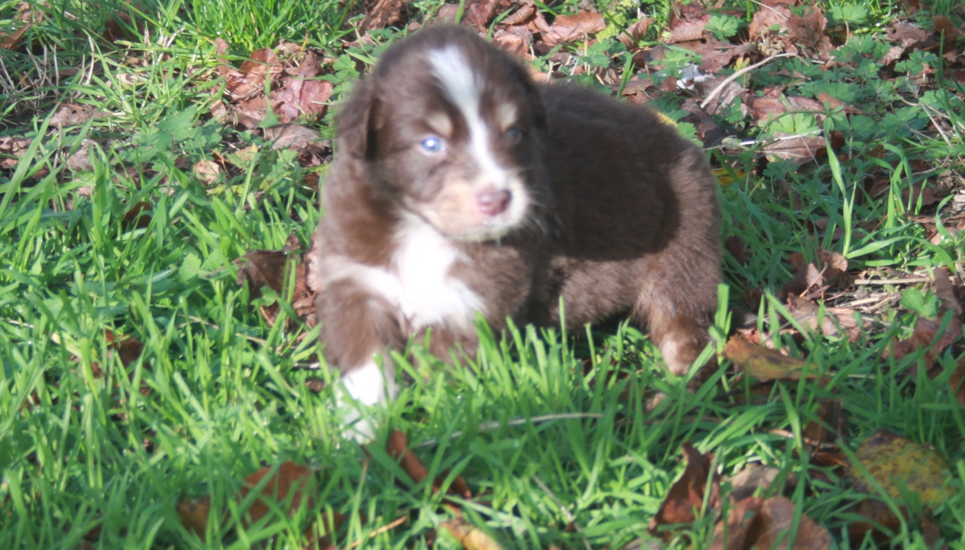 de l'éclair du diamant - Chiots disponibles - Berger Australien