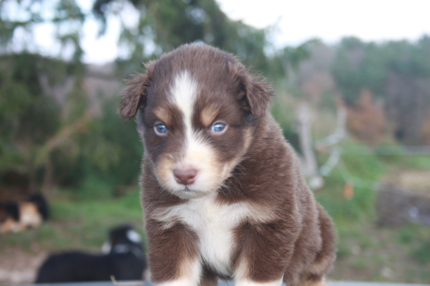 de l'éclair du diamant - Chiots disponibles - Berger Australien