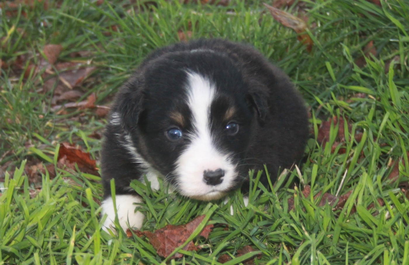 de l'éclair du diamant - Chiots disponibles - Berger Australien