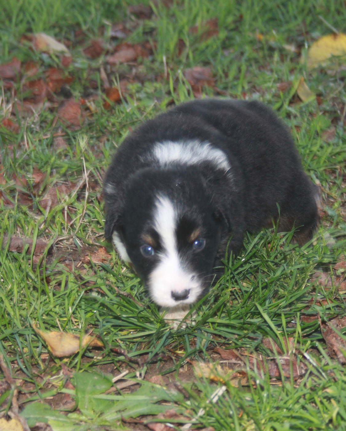 de l'éclair du diamant - Chiots disponibles - Berger Australien