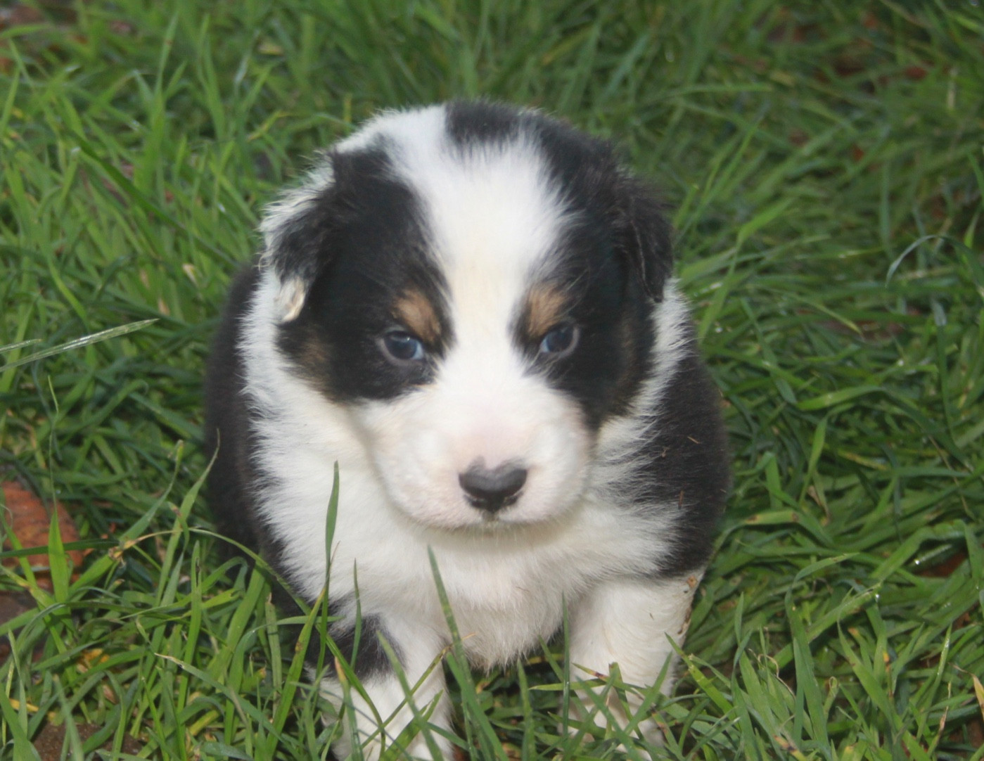 de l'éclair du diamant - Chiots disponibles - Berger Australien