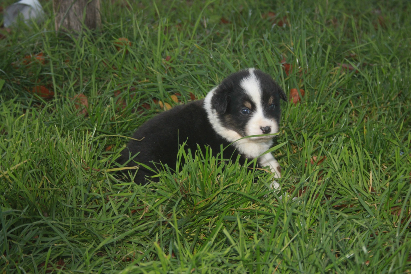 de l'éclair du diamant - Chiots disponibles - Berger Australien
