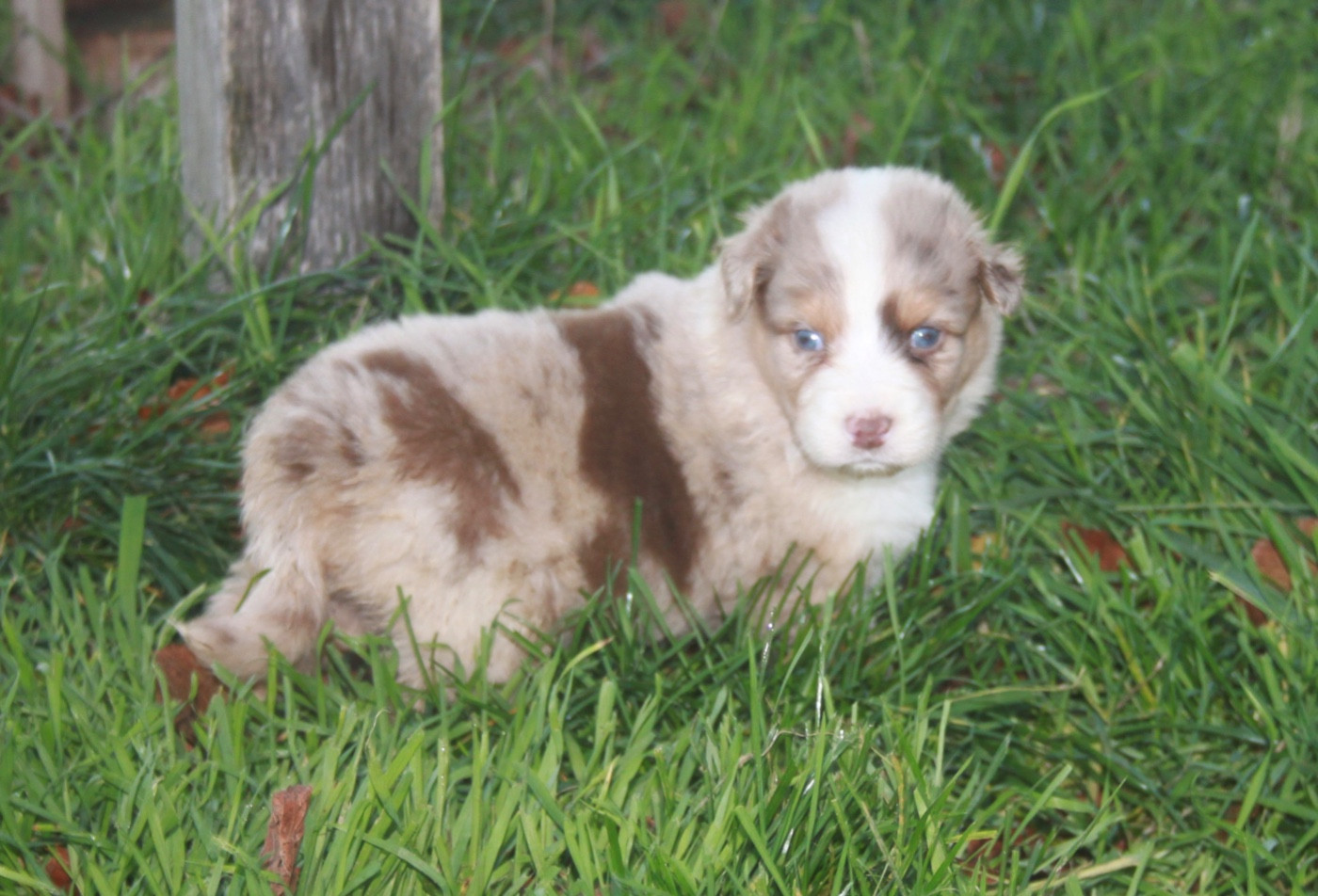 de l'éclair du diamant - Chiots disponibles - Berger Australien