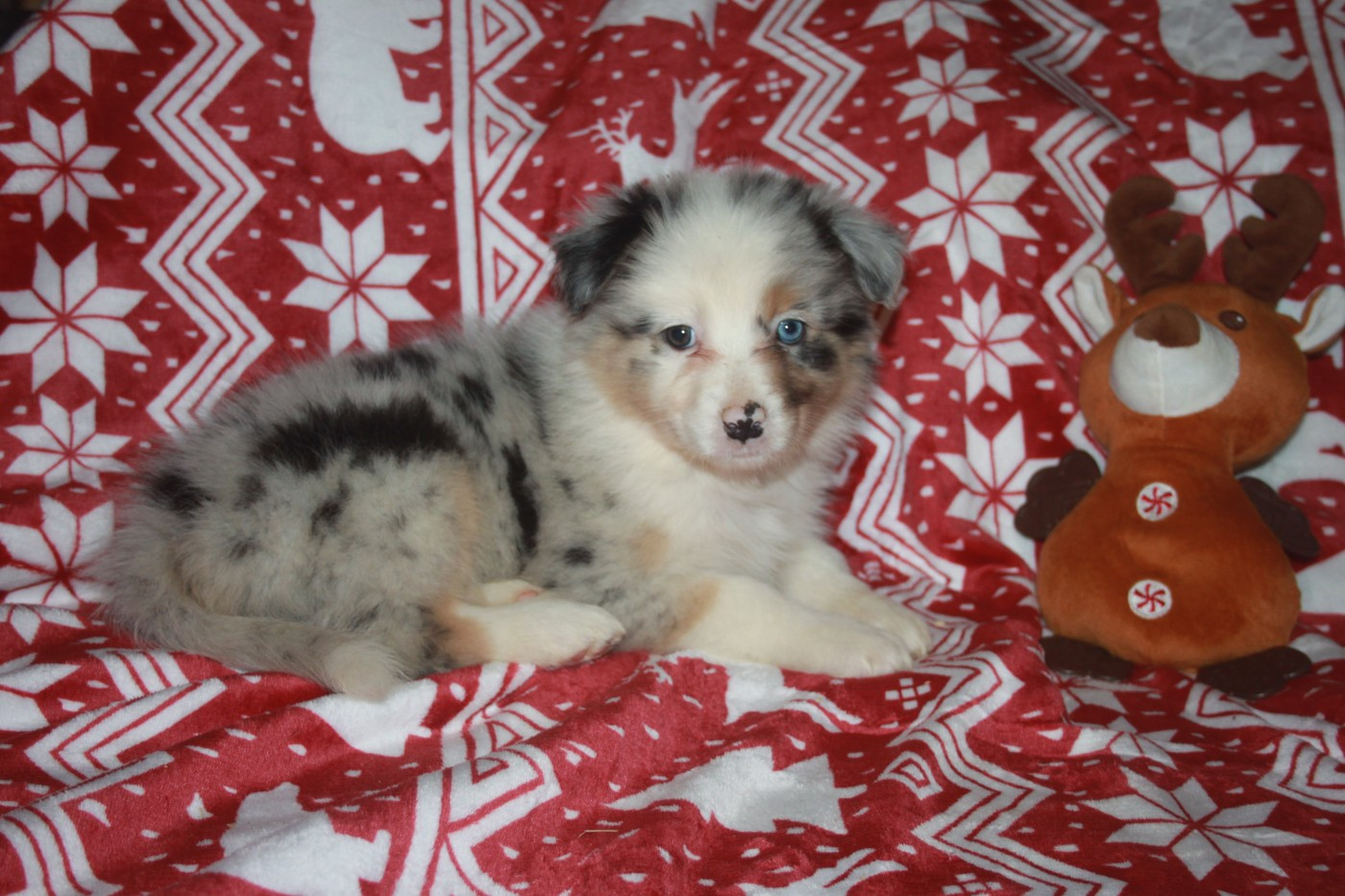 de l'éclair du diamant - Chiots disponibles - Berger Australien