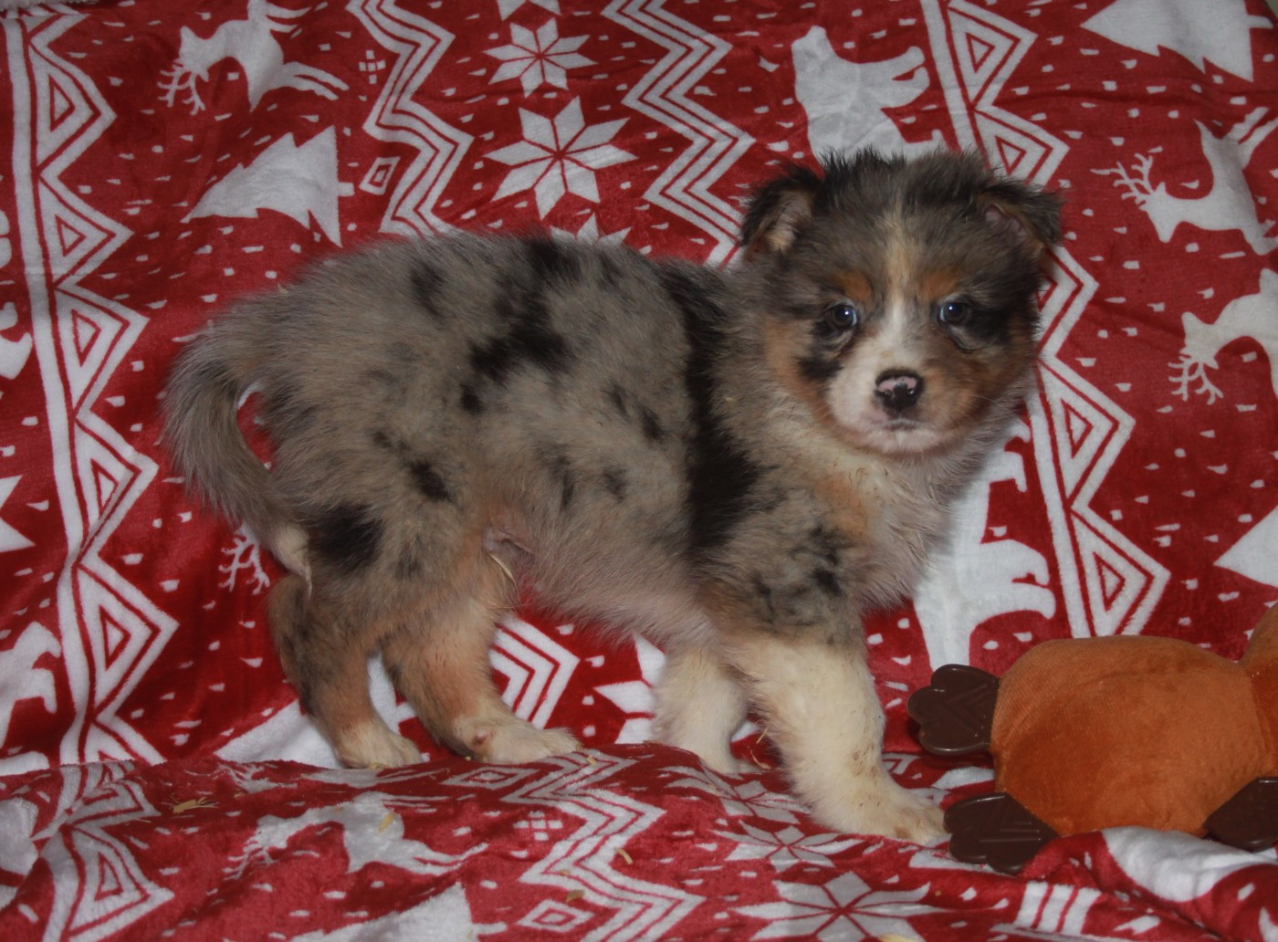 de l'éclair du diamant - Chiots disponibles - Berger Australien