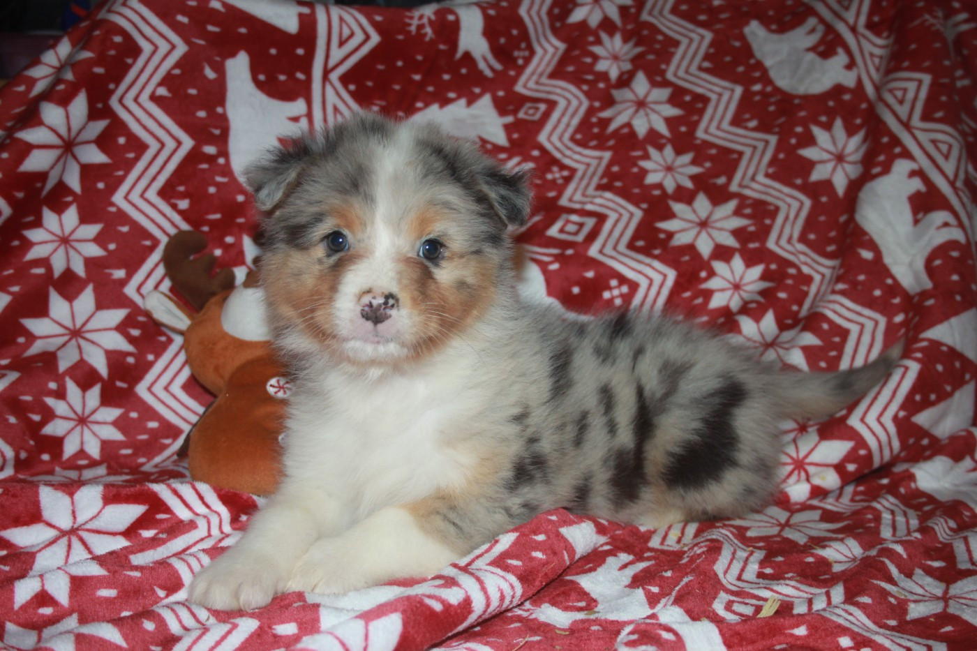 de l'éclair du diamant - Chiots disponibles - Berger Australien