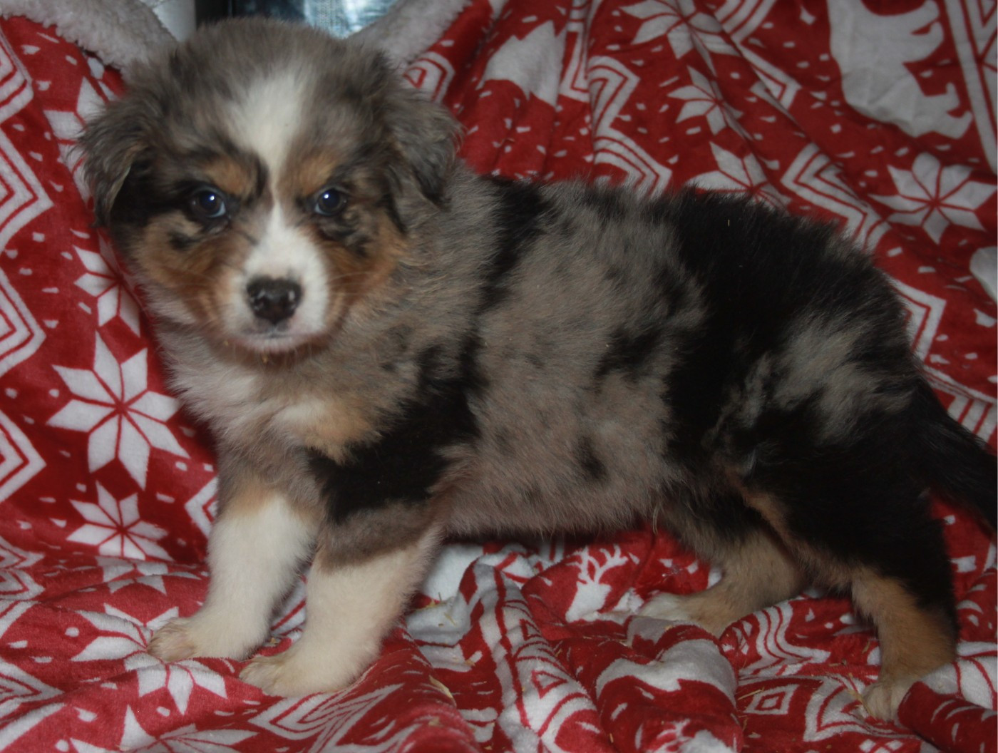 de l'éclair du diamant - Chiots disponibles - Berger Australien