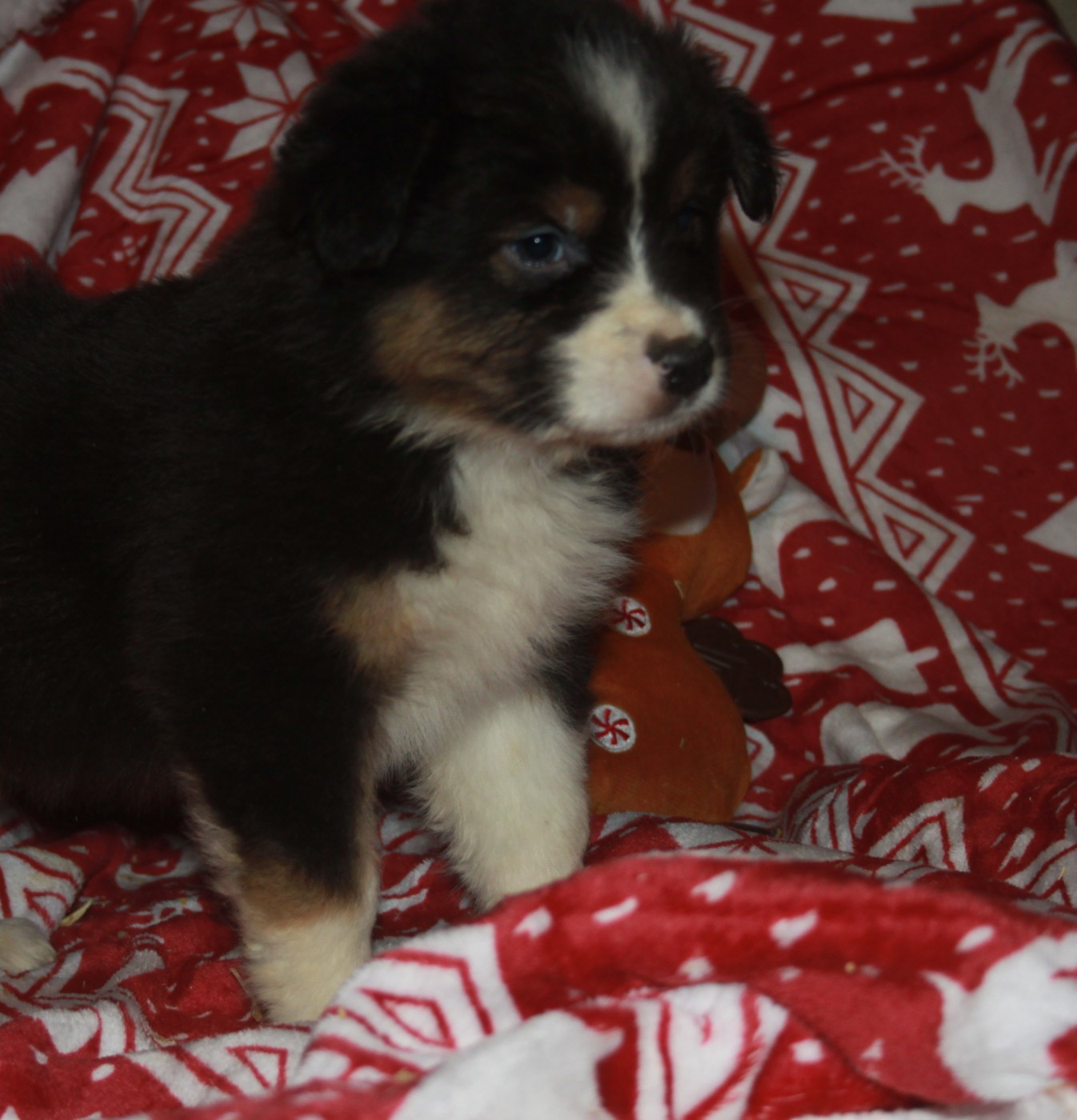 de l'éclair du diamant - Chiots disponibles - Berger Australien