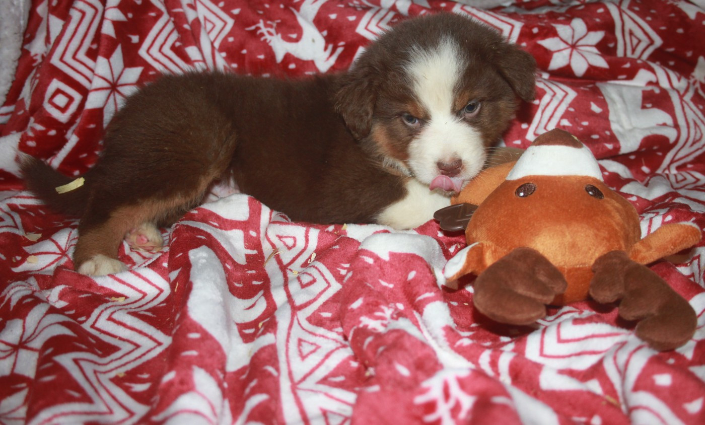 de l'éclair du diamant - Chiots disponibles - Berger Australien