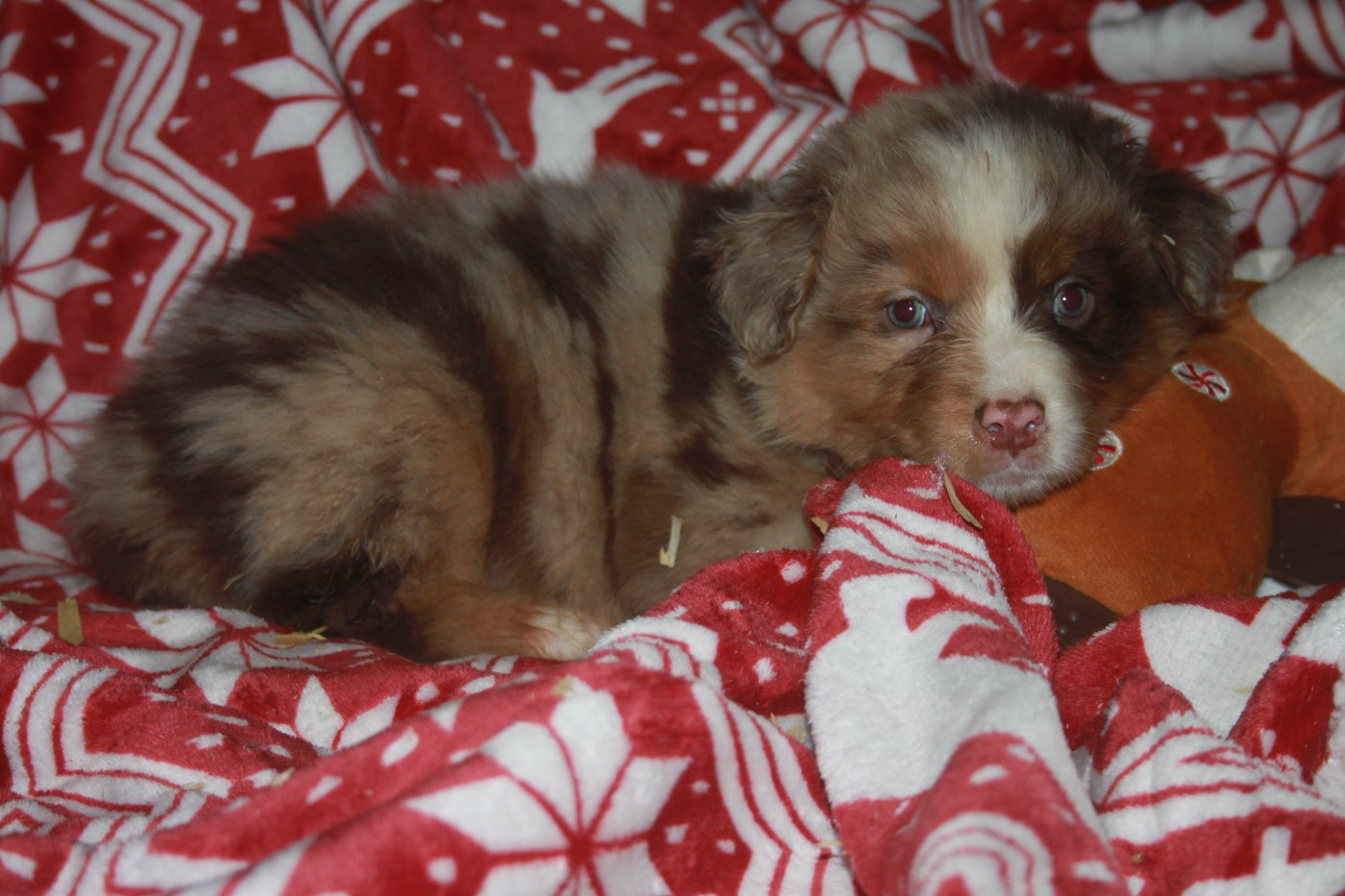 de l'éclair du diamant - Chiots disponibles - Berger Australien