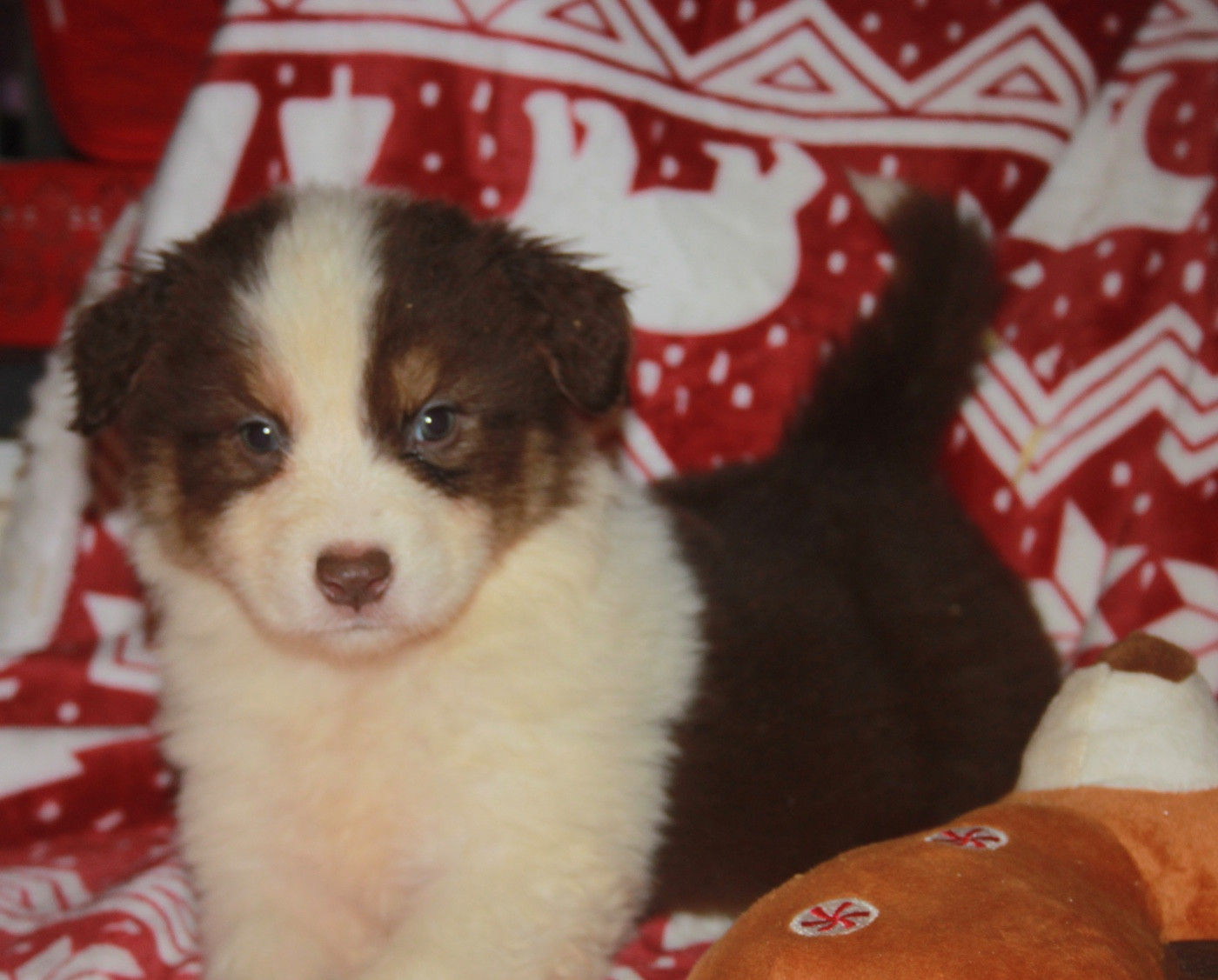 de l'éclair du diamant - Chiots disponibles - Berger Australien