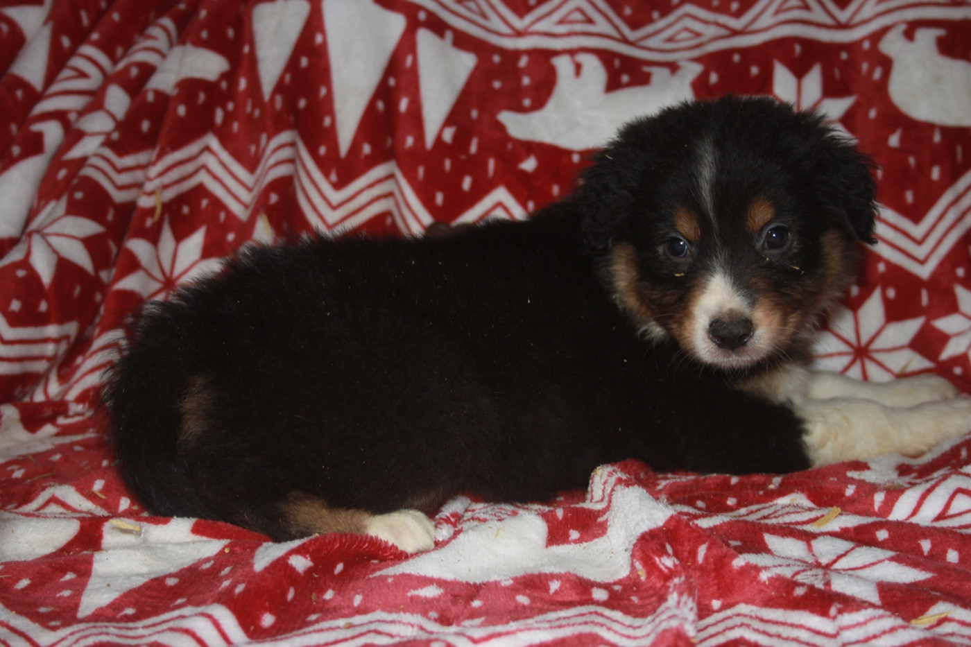 de l'éclair du diamant - Chiots disponibles - Berger Australien