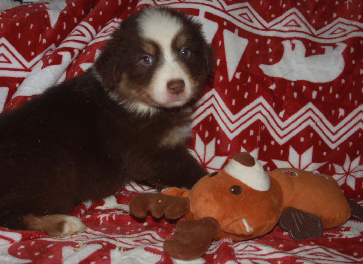 de l'éclair du diamant - Chiots disponibles - Berger Australien