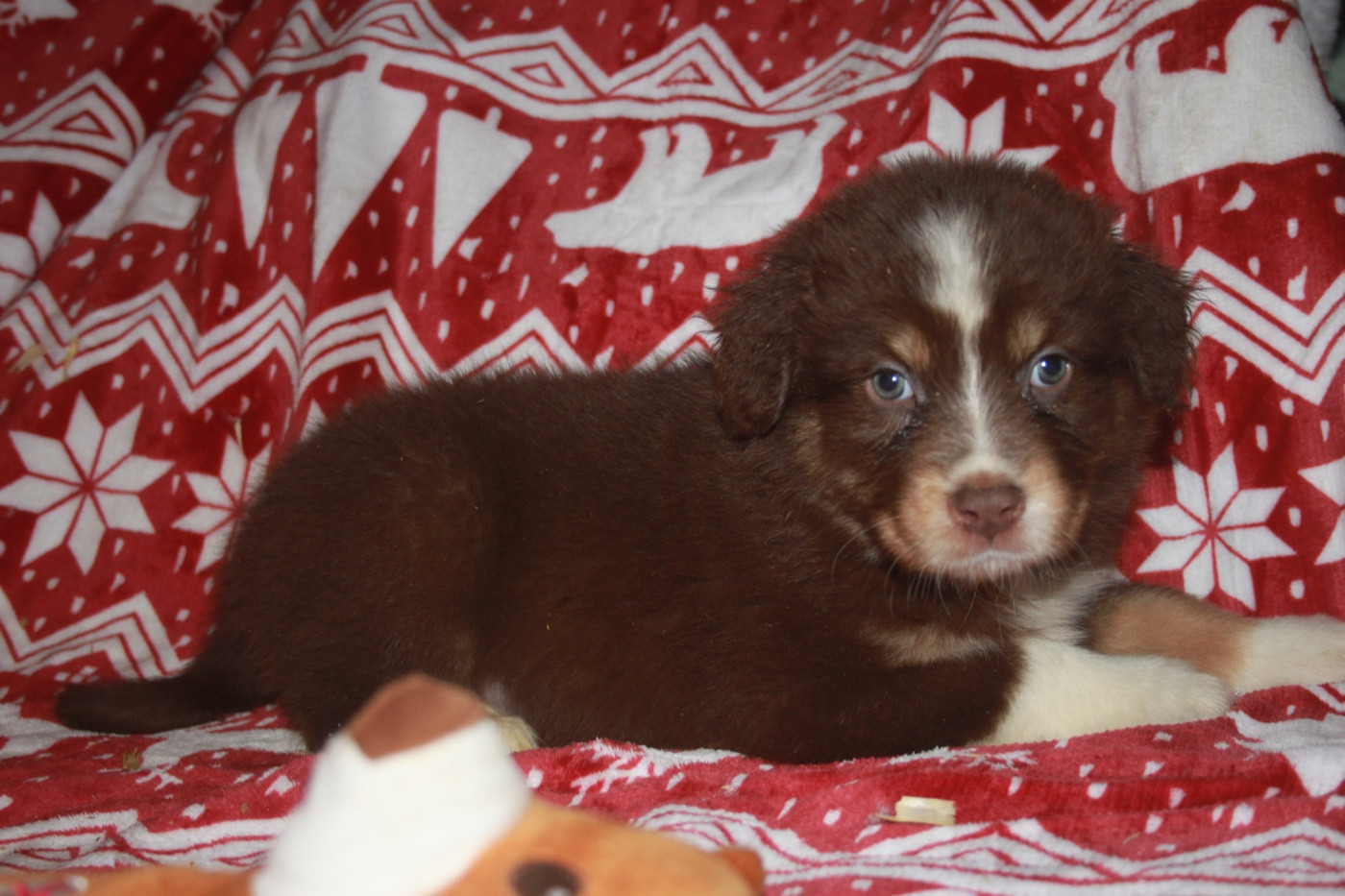 de l'éclair du diamant - Chiots disponibles - Berger Australien