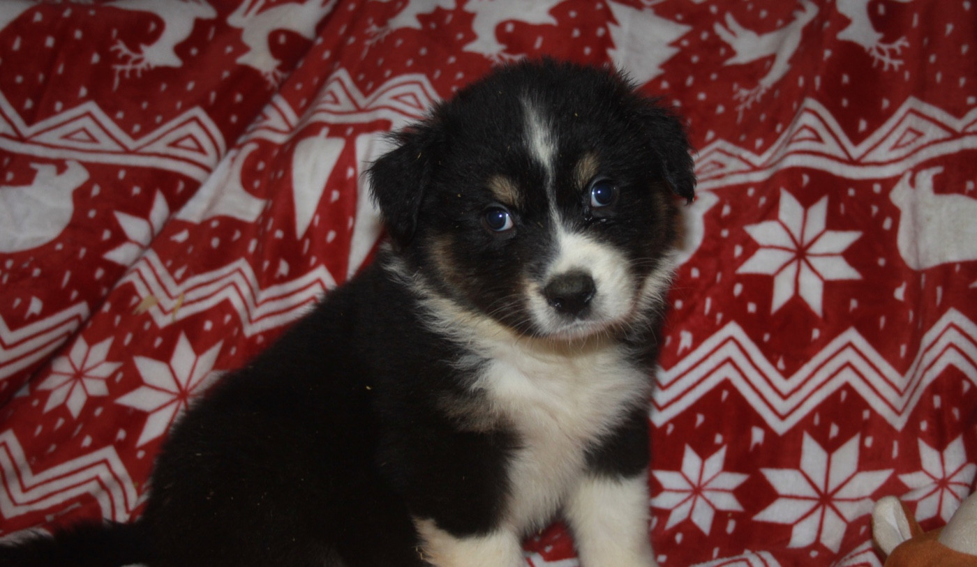 de l'éclair du diamant - Chiots disponibles - Berger Australien