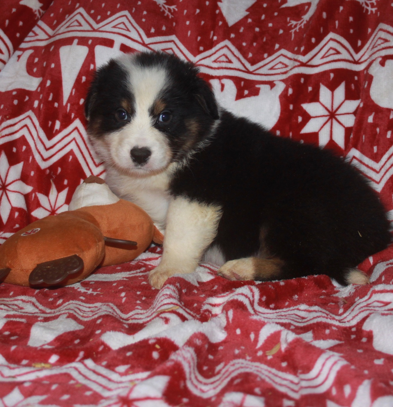 de l'éclair du diamant - Chiots disponibles - Berger Australien