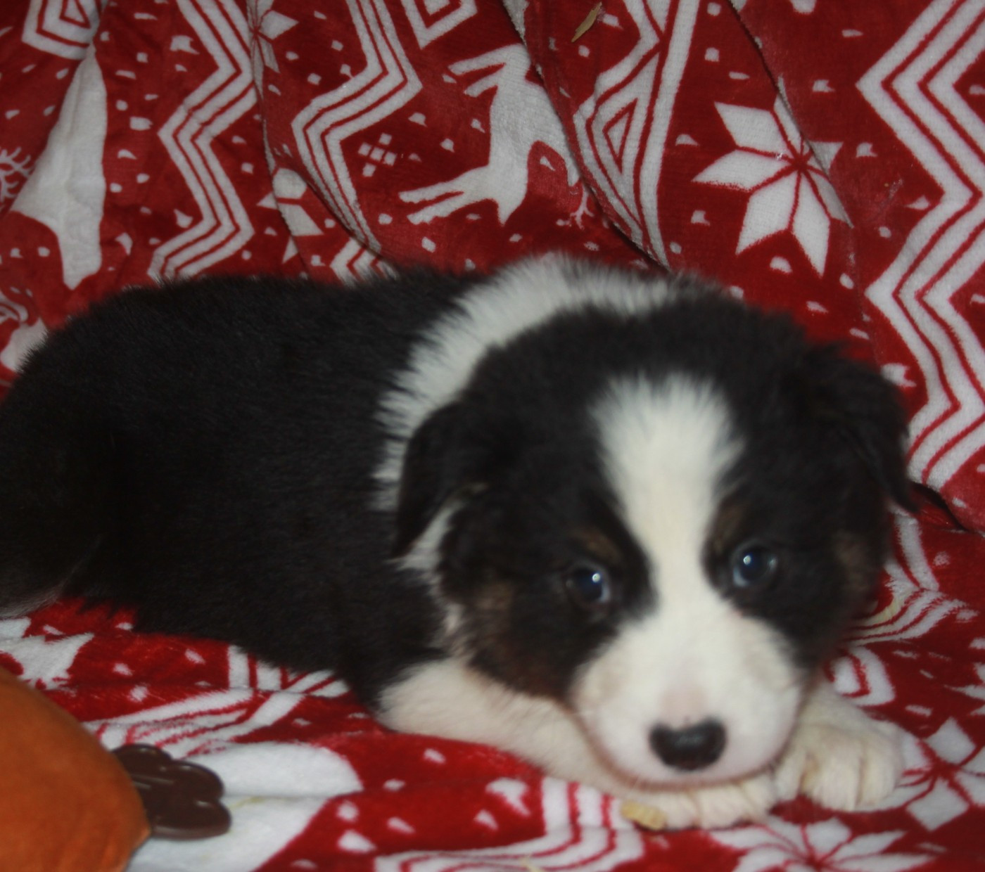 de l'éclair du diamant - Chiots disponibles - Berger Australien