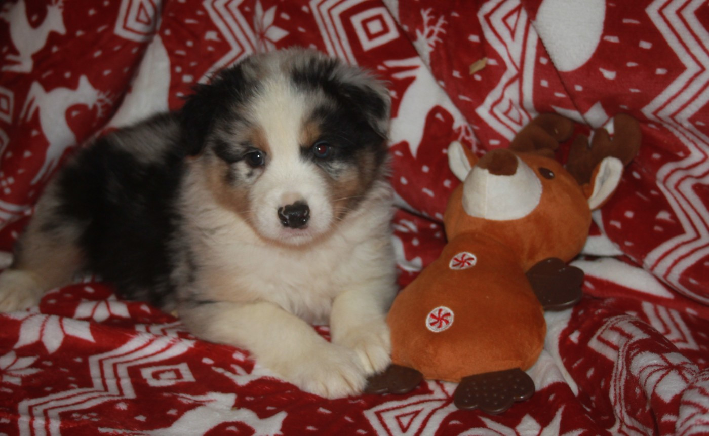 de l'éclair du diamant - Chiots disponibles - Berger Australien