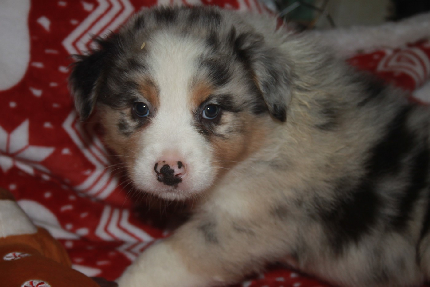 de l'éclair du diamant - Chiots disponibles - Berger Australien