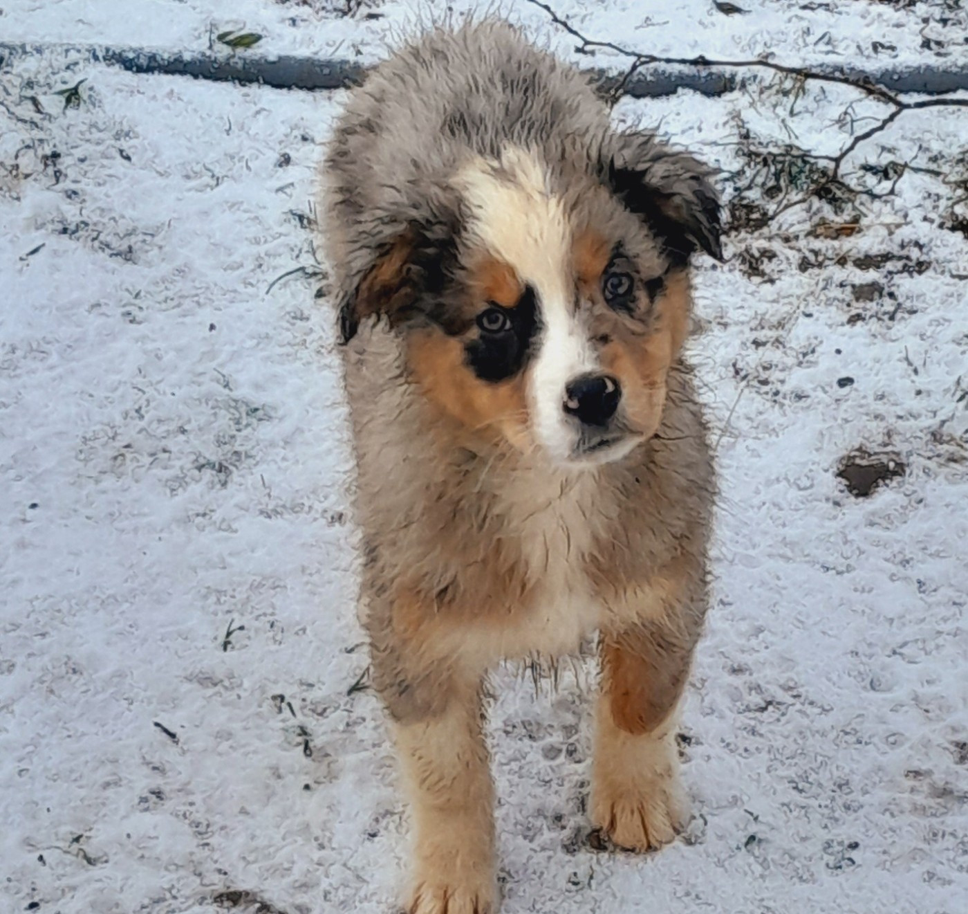 de l'éclair du diamant - Chiots disponibles - Berger Australien