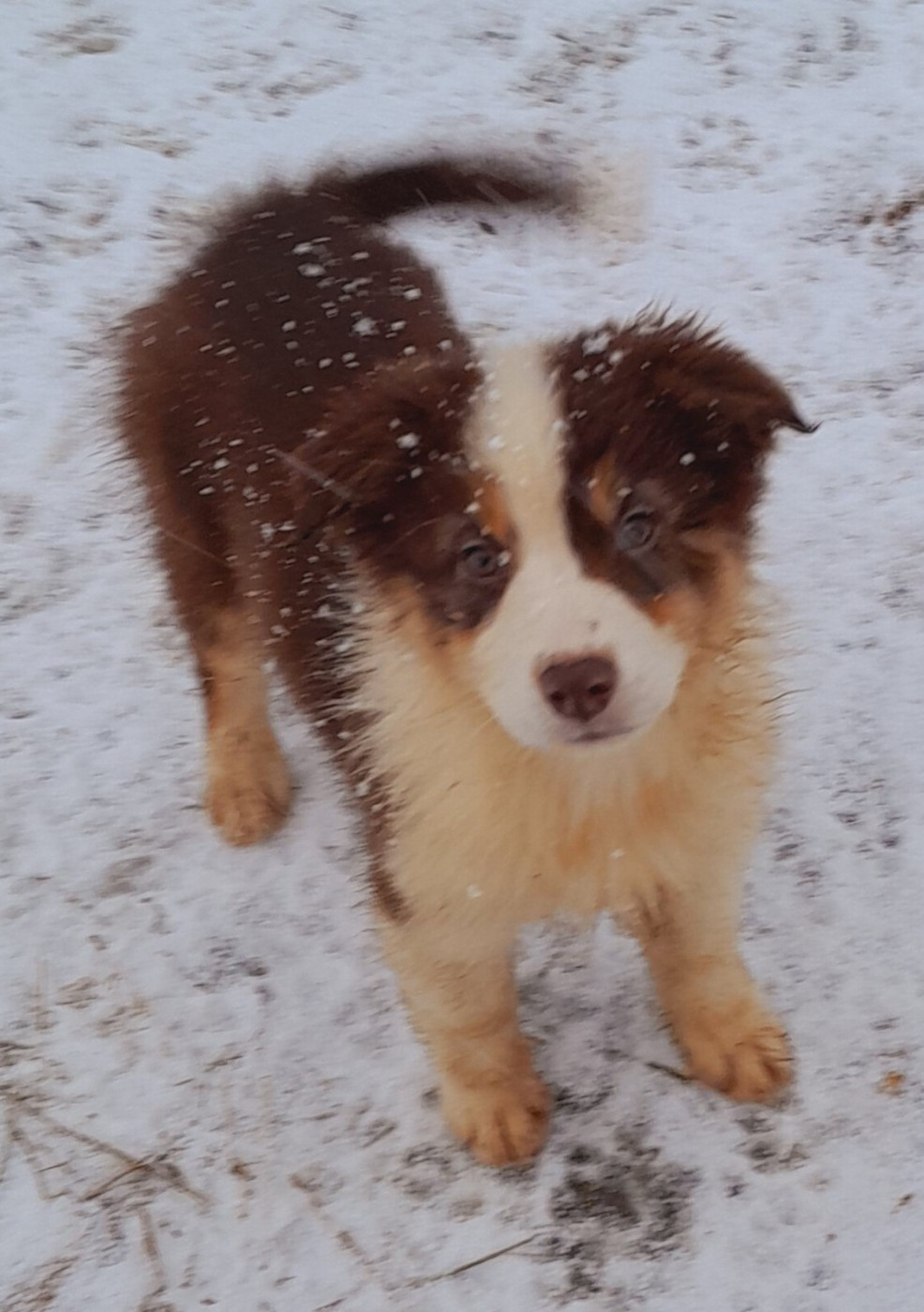 de l'éclair du diamant - Chiots disponibles - Berger Australien