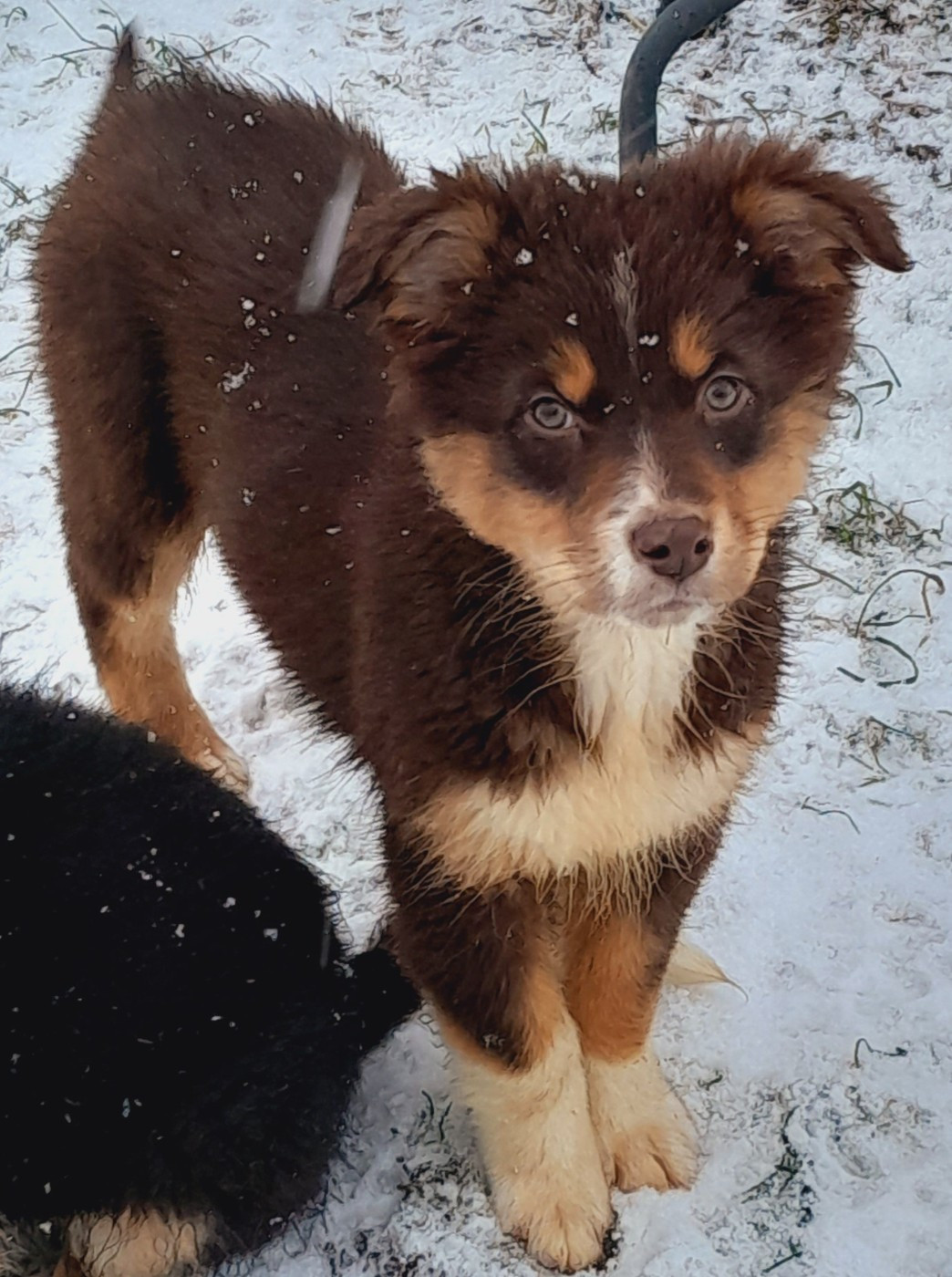 de l'éclair du diamant - Chiots disponibles - Berger Australien