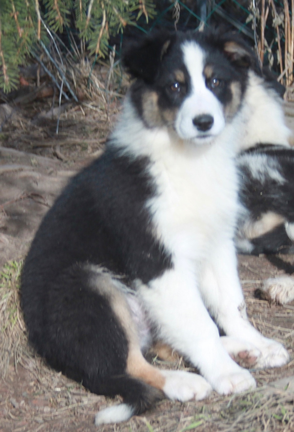 de l'éclair du diamant - Chiots disponibles - Berger Australien