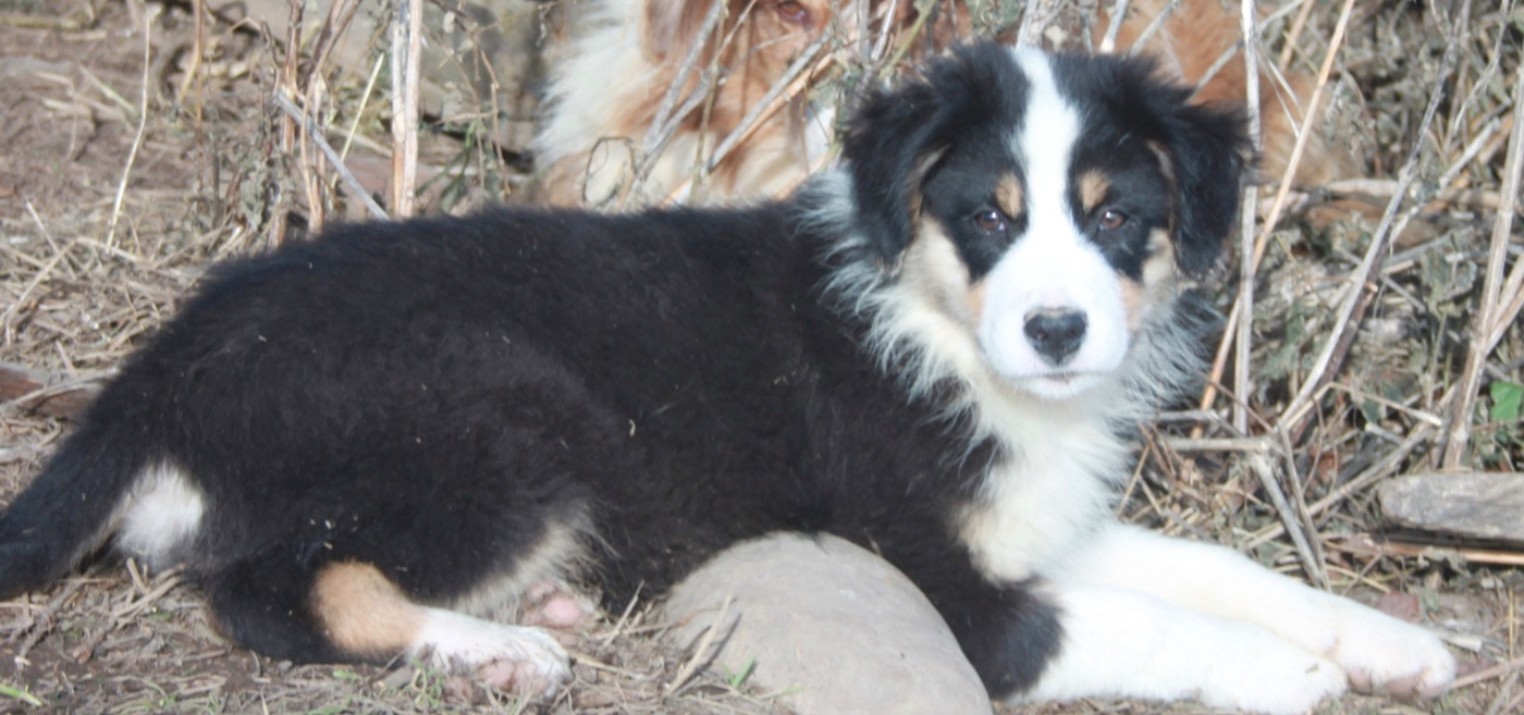 de l'éclair du diamant - Chiots disponibles - Berger Australien